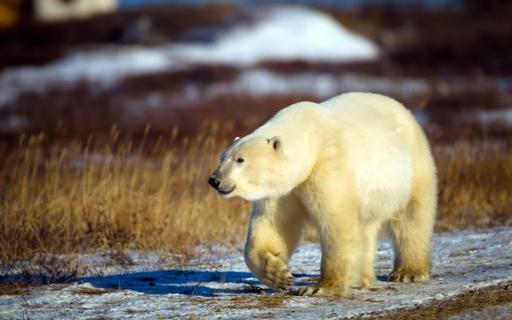 day, animal, animals in the wild, mammal, bear, polar bear, snow, one animal, outdoors, animal themes, cold temperature, 720P, profile view, side view, HD Wallpaper