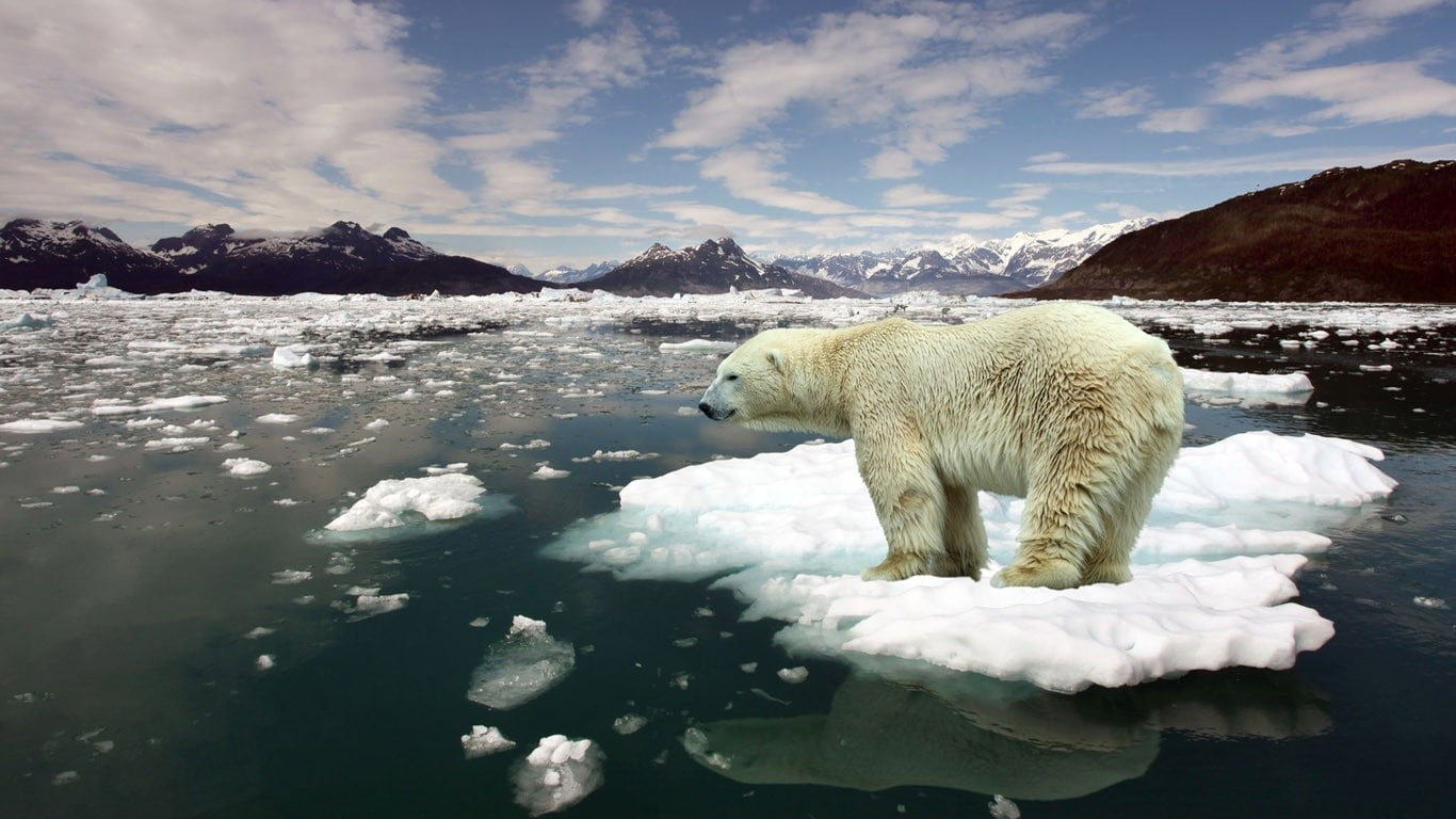animals, nature, 720P, polar bears, HD Wallpaper