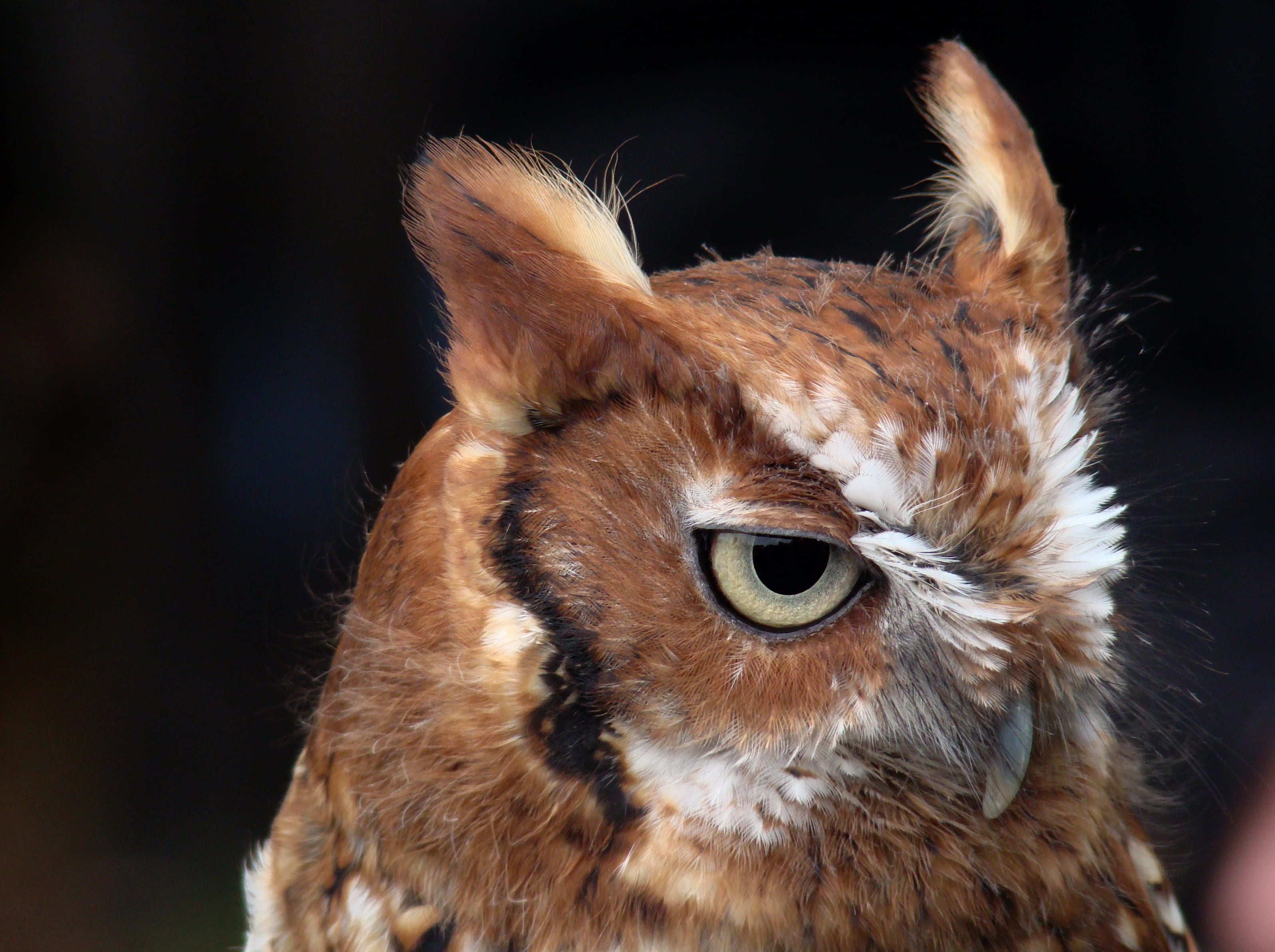 Annual, image, raptor  birds, birds of prey, central park, nature, Falconry, foto, Urban Park Rangers, animal, brown owl, 2K, nyc, photo, brown, eastern screech owl, HD Wallpaper