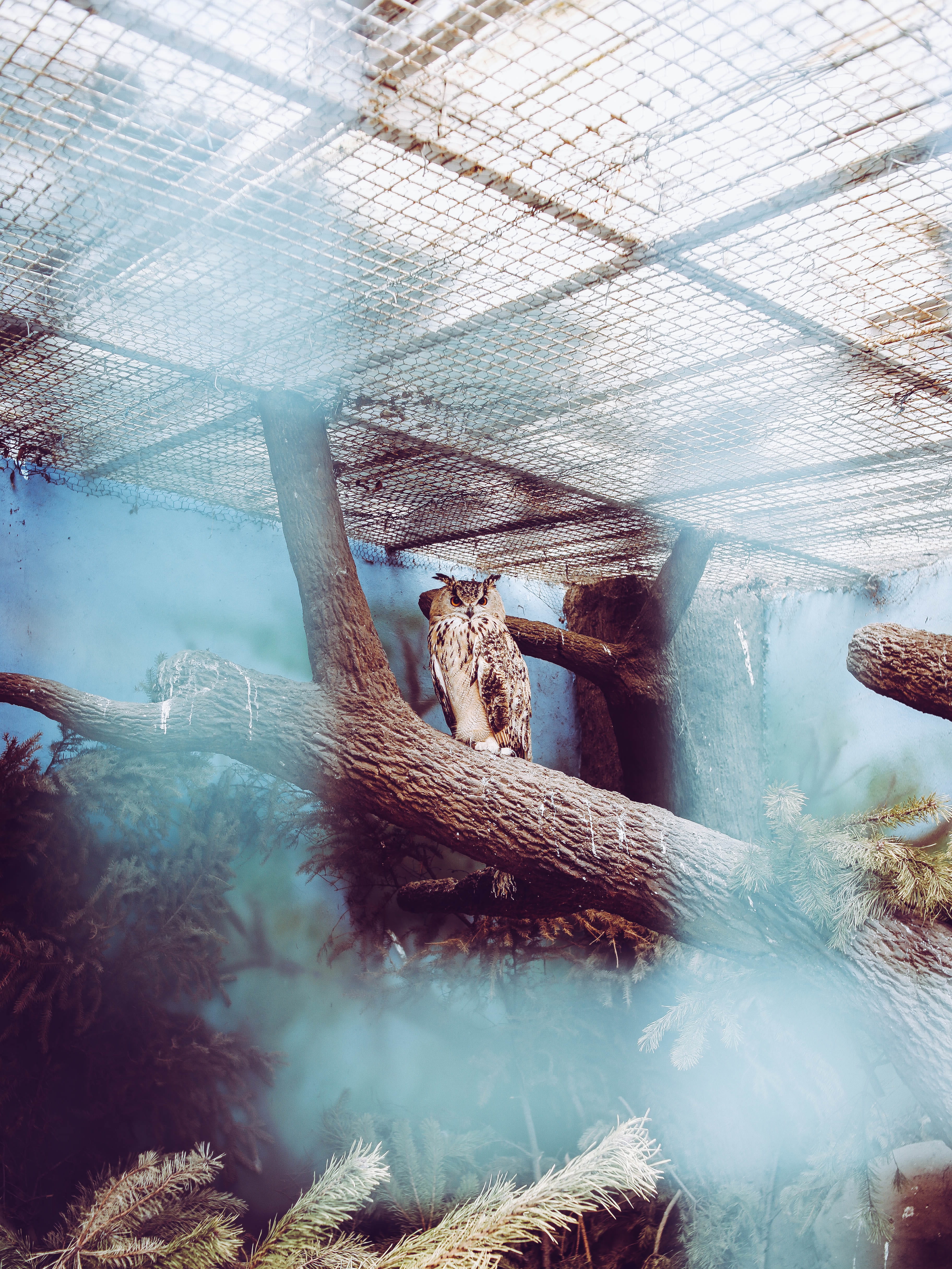 city, cage, indoors, kyiv, conifer, animal, zoo, focus, low angle view, ukraine, selective, day, kiev zoo, animals in captivity, animal wildlife, animal themes, Phone HD Wallpaper