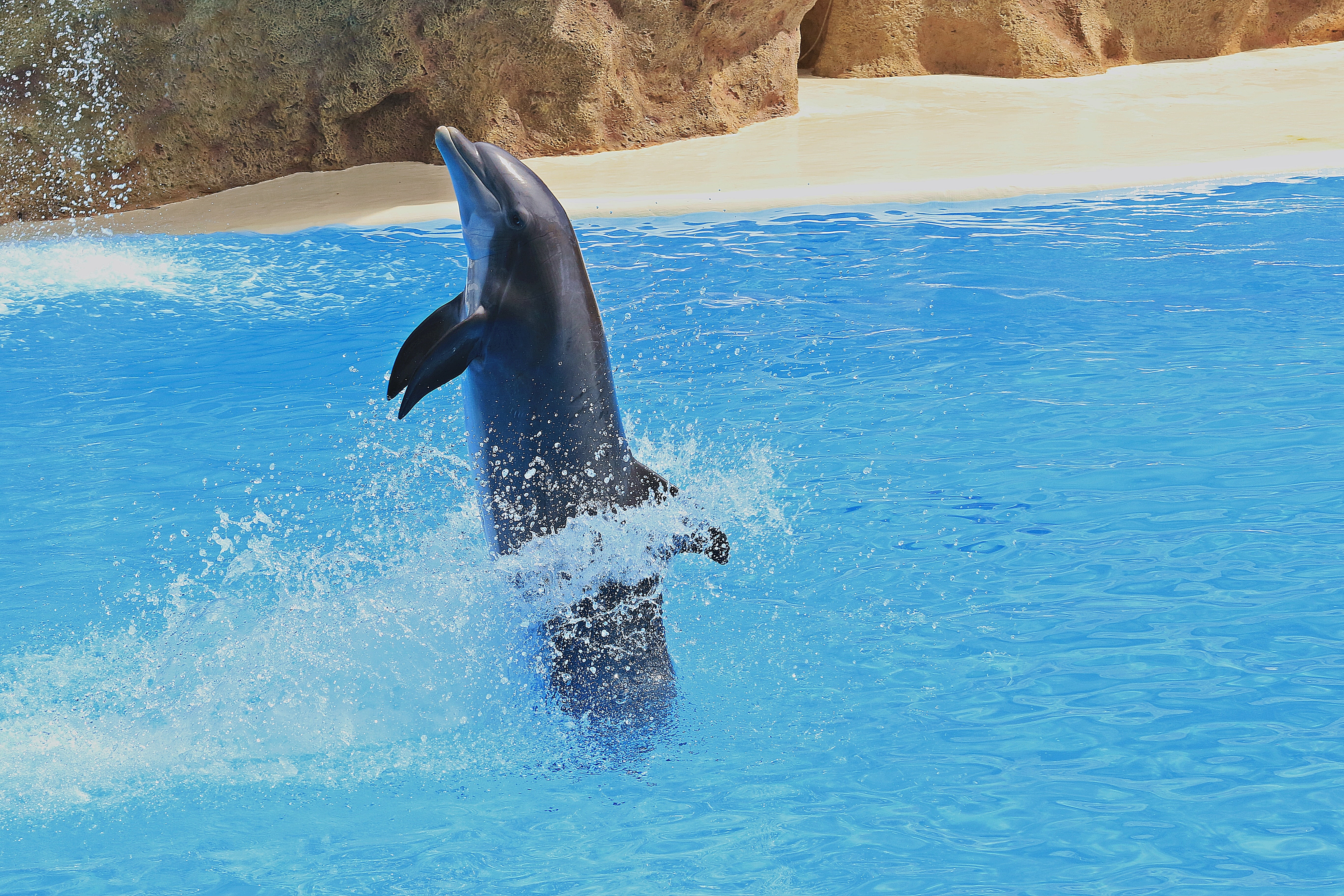 underwater, water, holidays, sea life, dolphins, delfin, aquarium, marine, animal themes, animal, sea, motion, dolphinarium, splashing, canary islands, HD Wallpaper