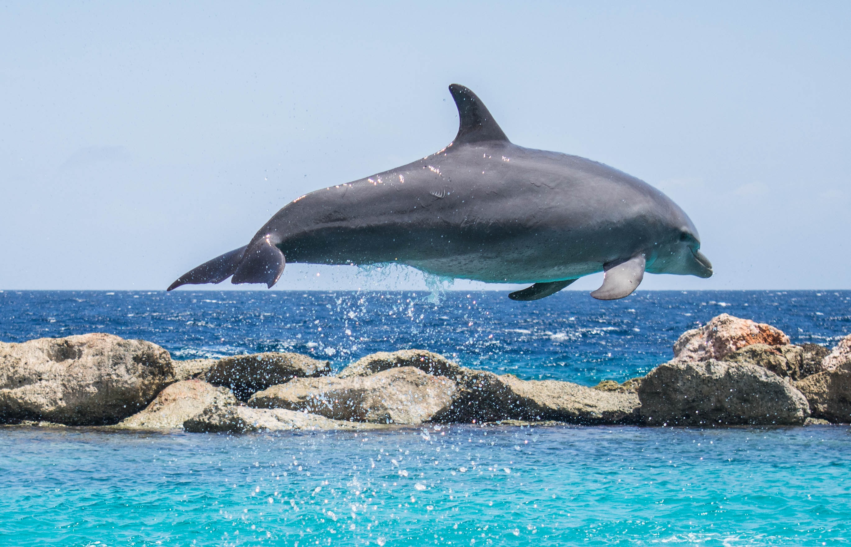 animal, aquatic mammal, water, motion, one animal, animal wildlife, jumping, body, ocean, pool, no people, marine, 2K, life, fin, fish, blue, animal themes, HD Wallpaper