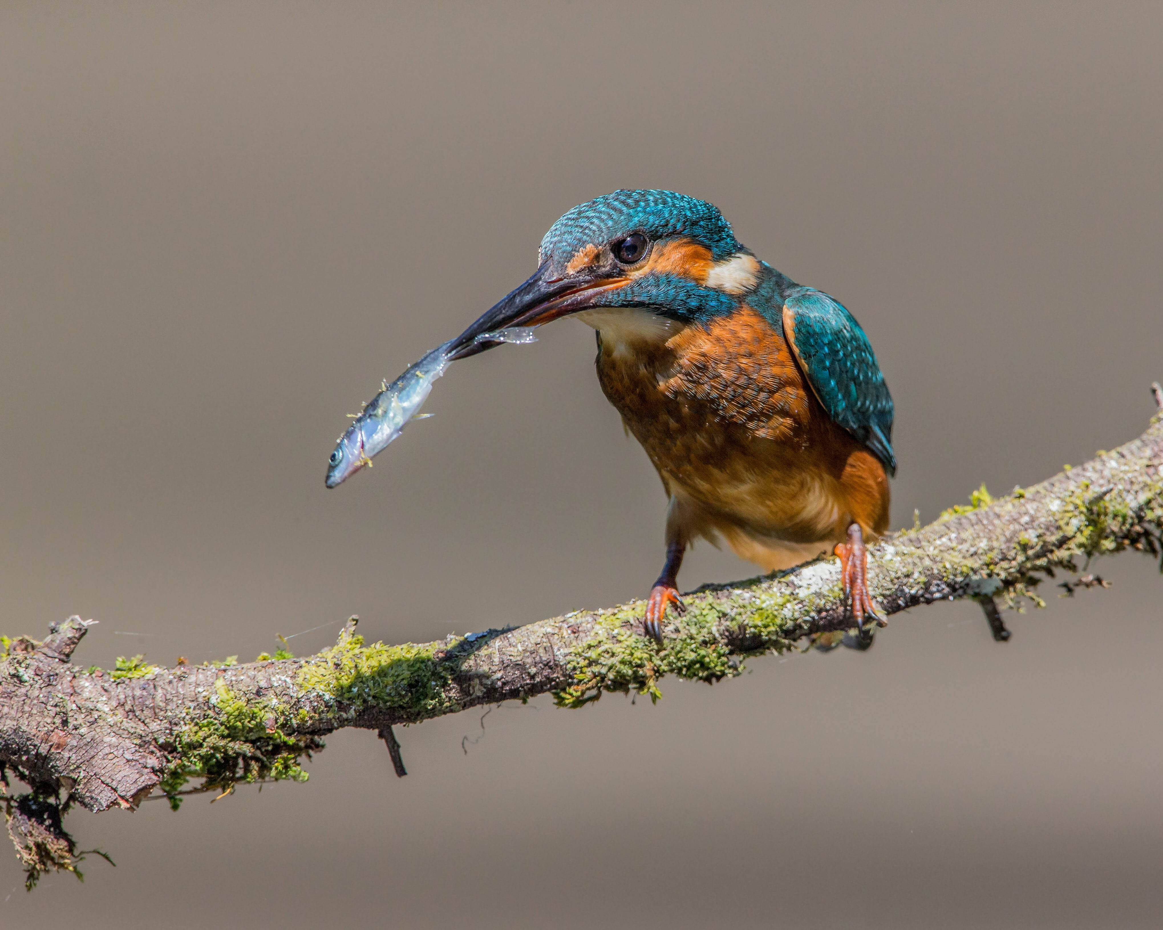 wildlife, 4K, brown, green, beak, brown bird, bird, nature, Kingfisher, animal, fish, Stickleback, HD Wallpaper