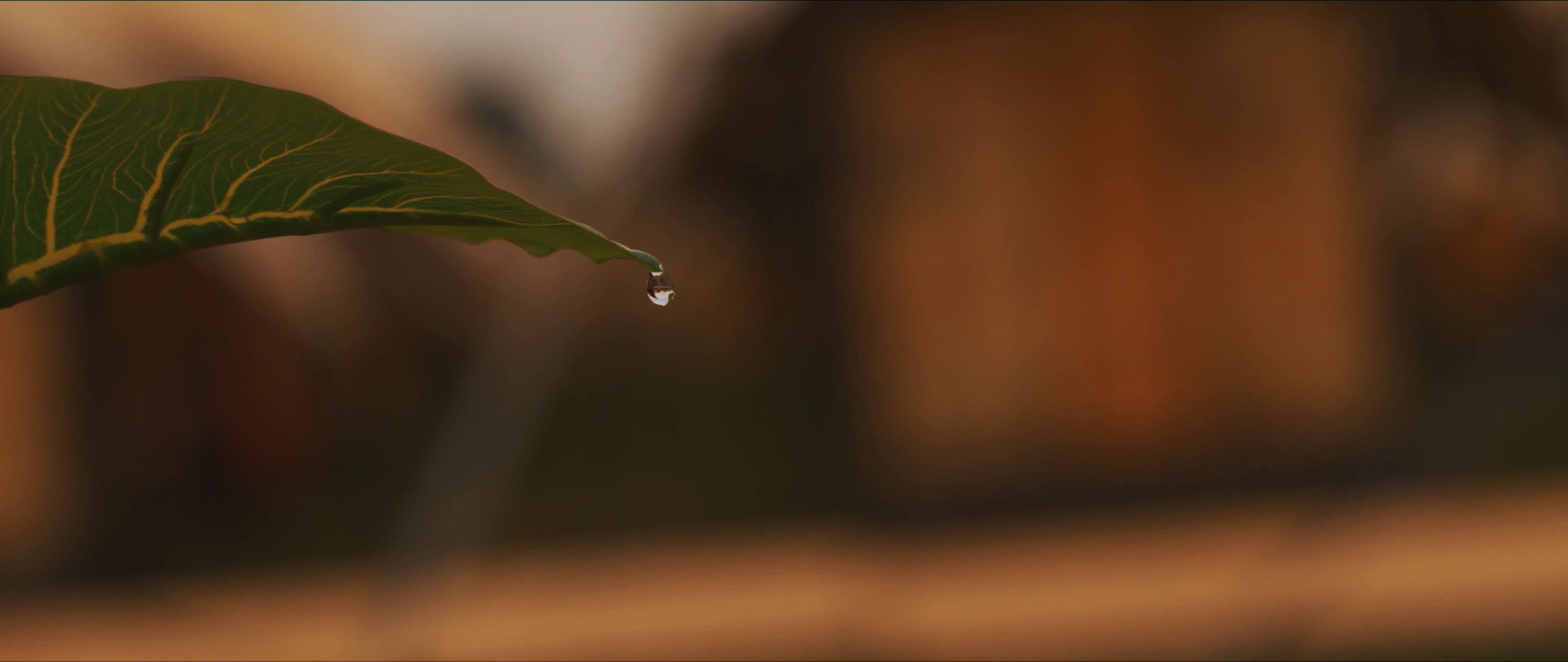 focus on foreground, rain, Tomorrowland, green color, purity, no people, wet, close-up, water, leaf, freshness, beauty in nature, vulnerability, nature, HD Wallpaper
