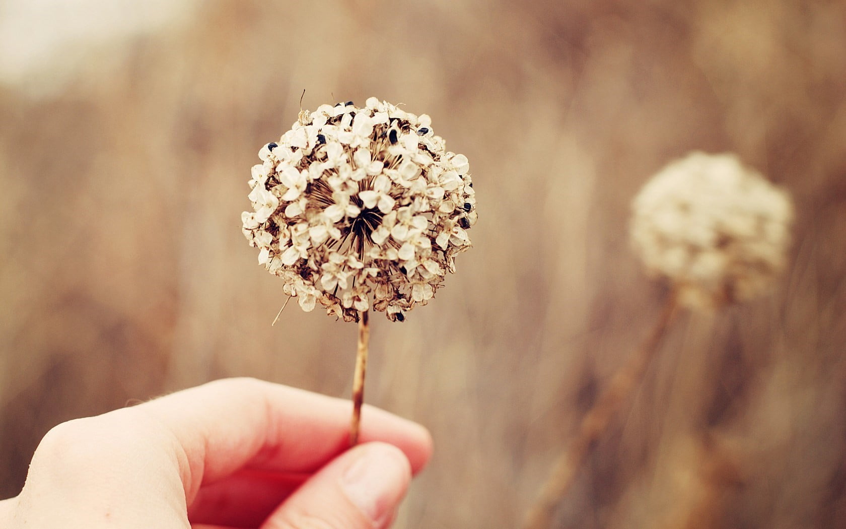 holding, fragility, human hand, finger, unrecognizable person, human finger, plant, body part, softness, beauty in nature, outdoors, white, vulnerability, HD Wallpaper