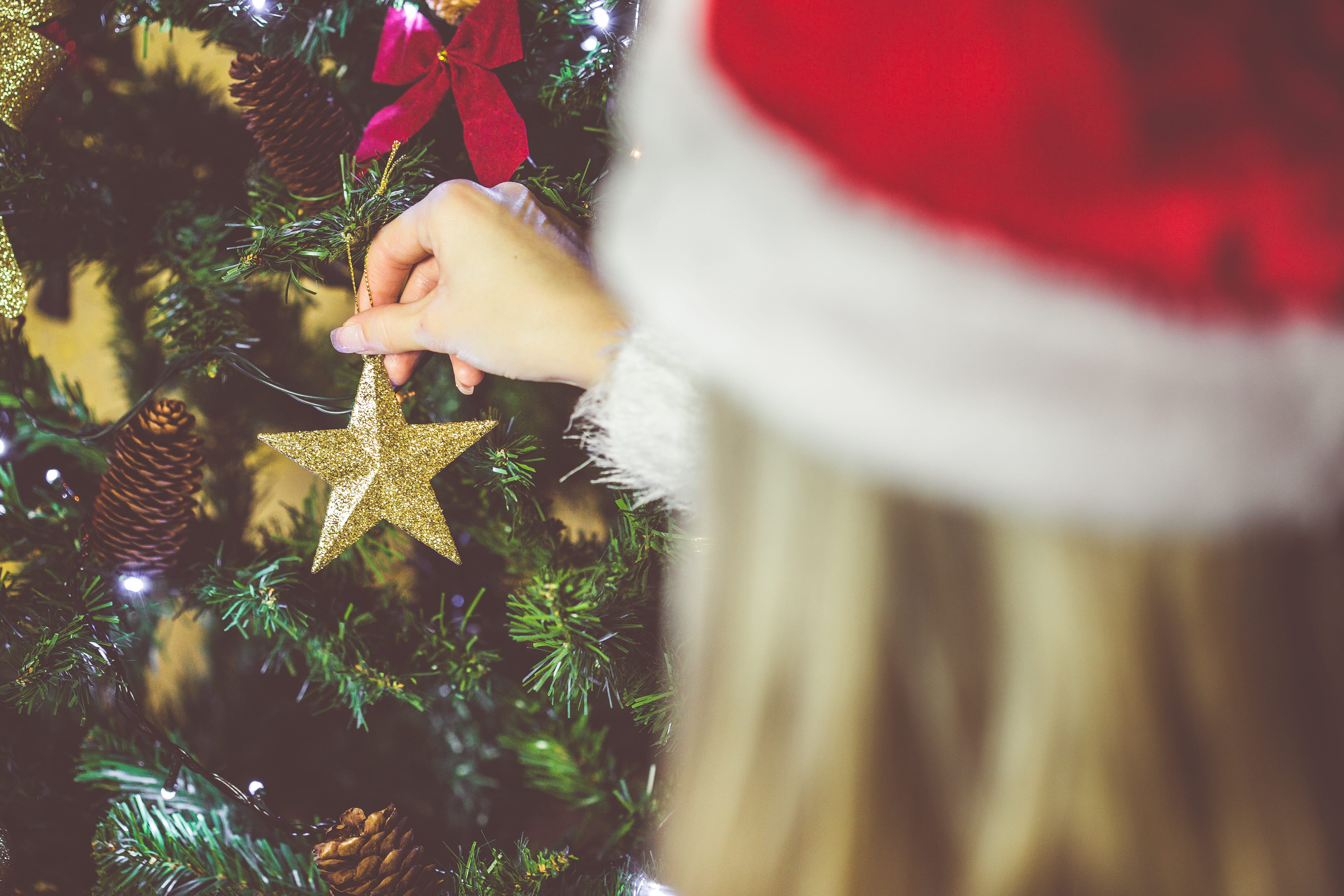 plant, young Adult, warm clothing, cheerful, love, young, celebration, lovely, christmas Ornament, woman, nature, holiday - event, women, caucasian Ethnicity, HD Wallpaper