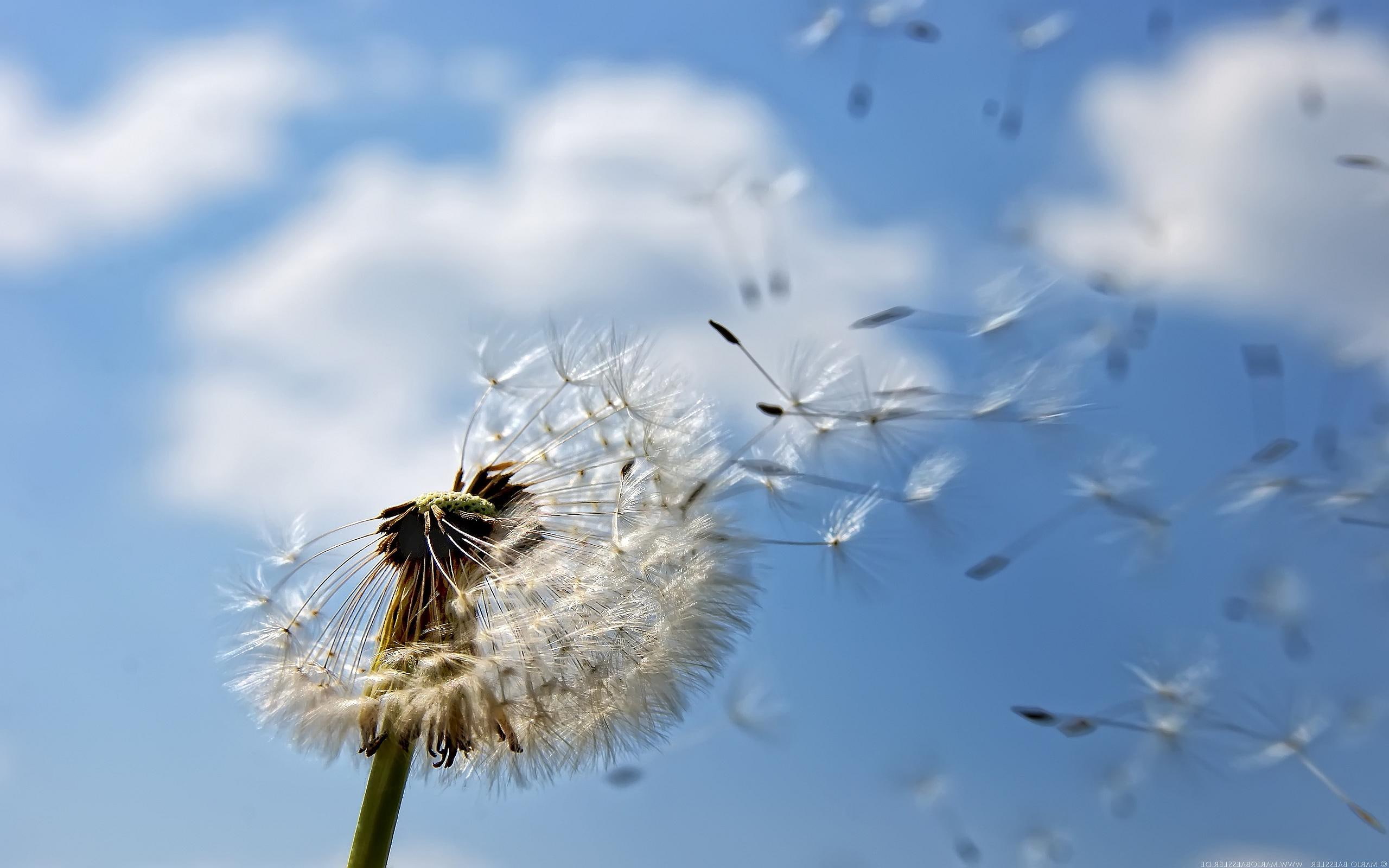 dandelion, flower, seeding, 2K, nature, HD Wallpaper