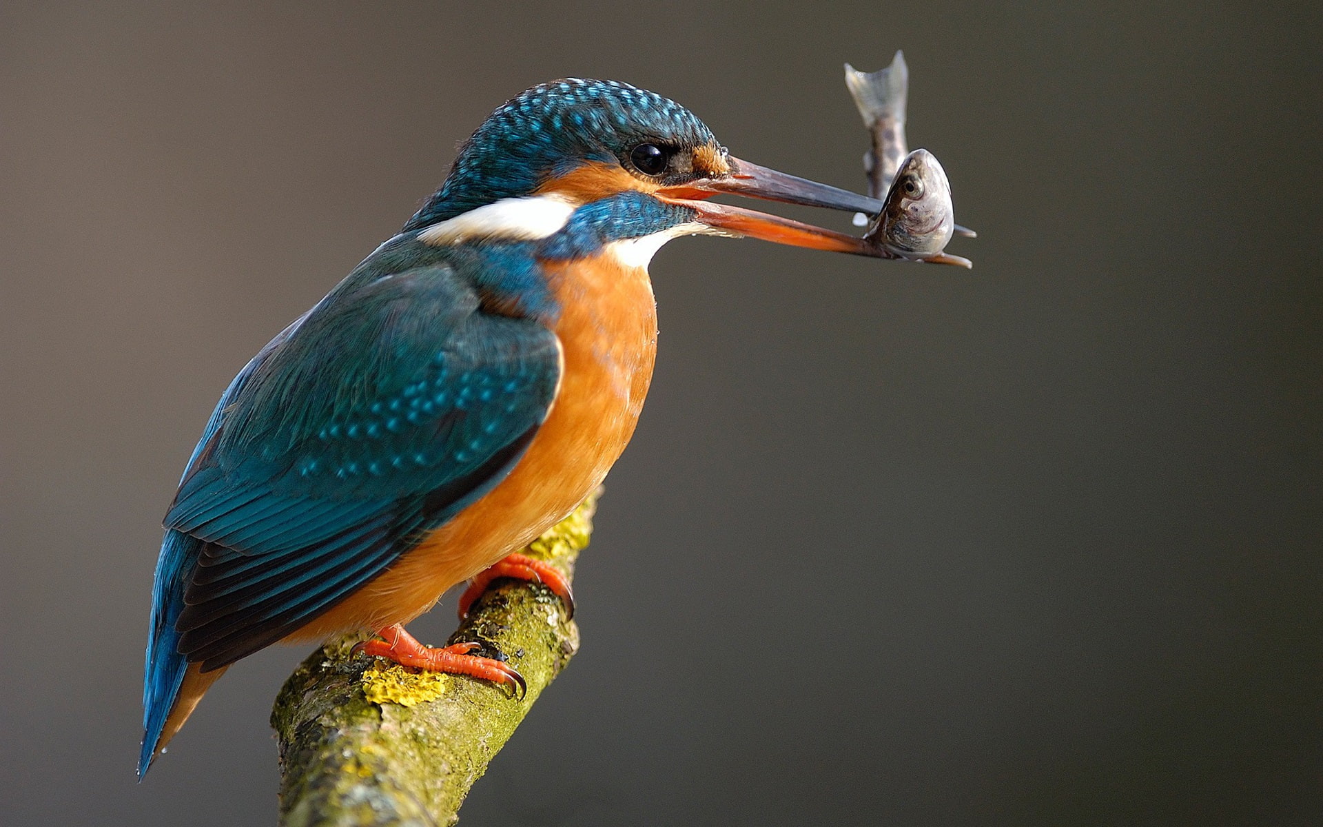 white, Catching, Kingfisher, Fish, orange, blue, 1080P, bird, HD Wallpaper
