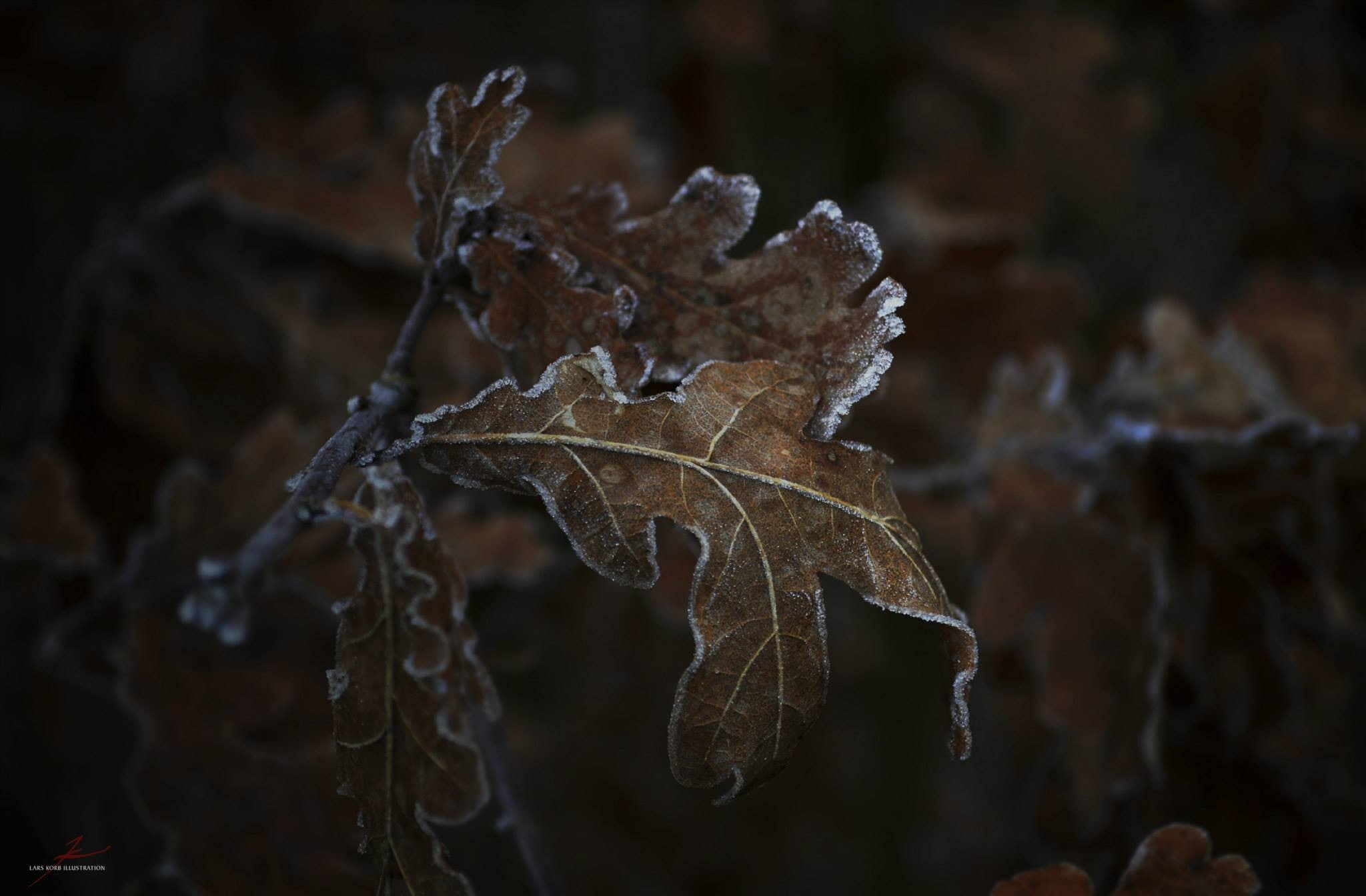fragility, focus on foreground, dried, 1080P, day, wilted plant, leaf, dry, nature, cold temperature, frozen, vulnerability, plant, autumn, plant part, HD Wallpaper