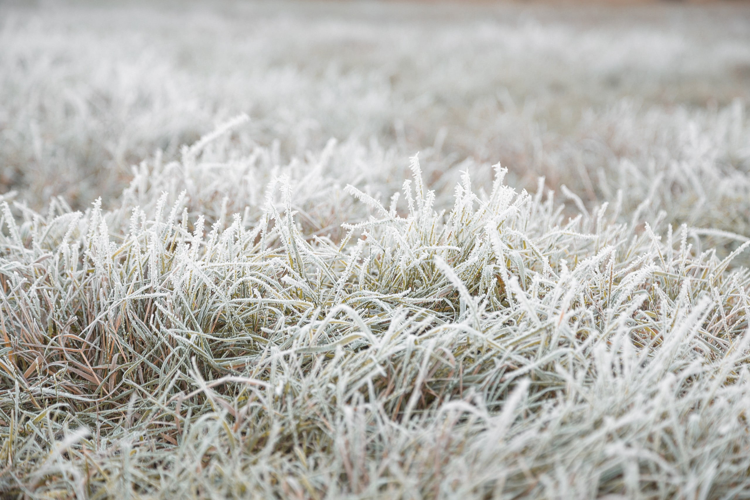 cold temperature, shallow, full frame, frozen, 2K, cold - Temperature, outdoors, green, gray, beauty in nature, photography, meadow, selective focus, textured, HD Wallpaper