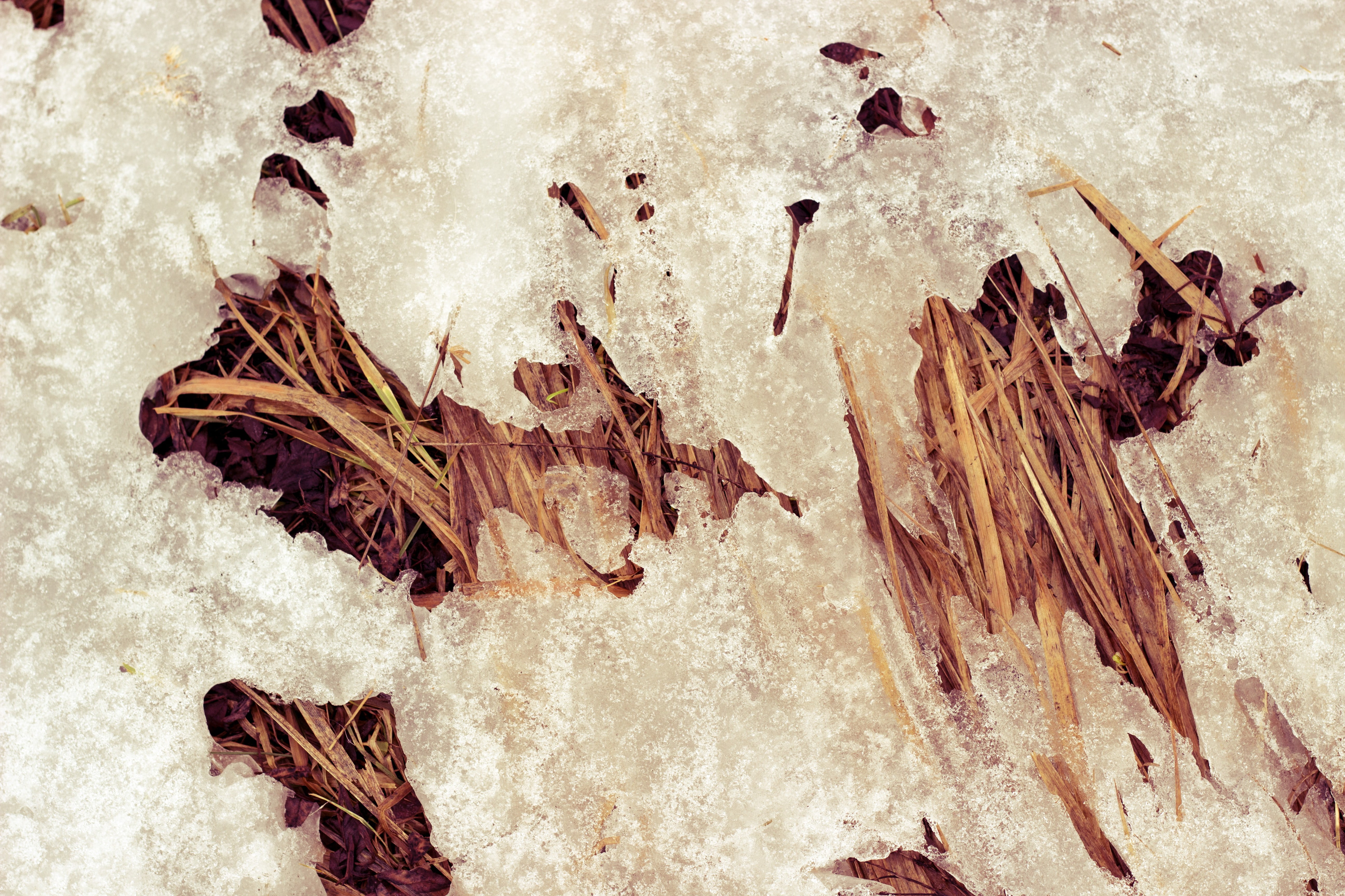 cold temperature, macro, nature, 5K, high angle view, plant part, dry, dried, food and drink, no people, directly above, leaf, winter, pattern, leaves, HD Wallpaper