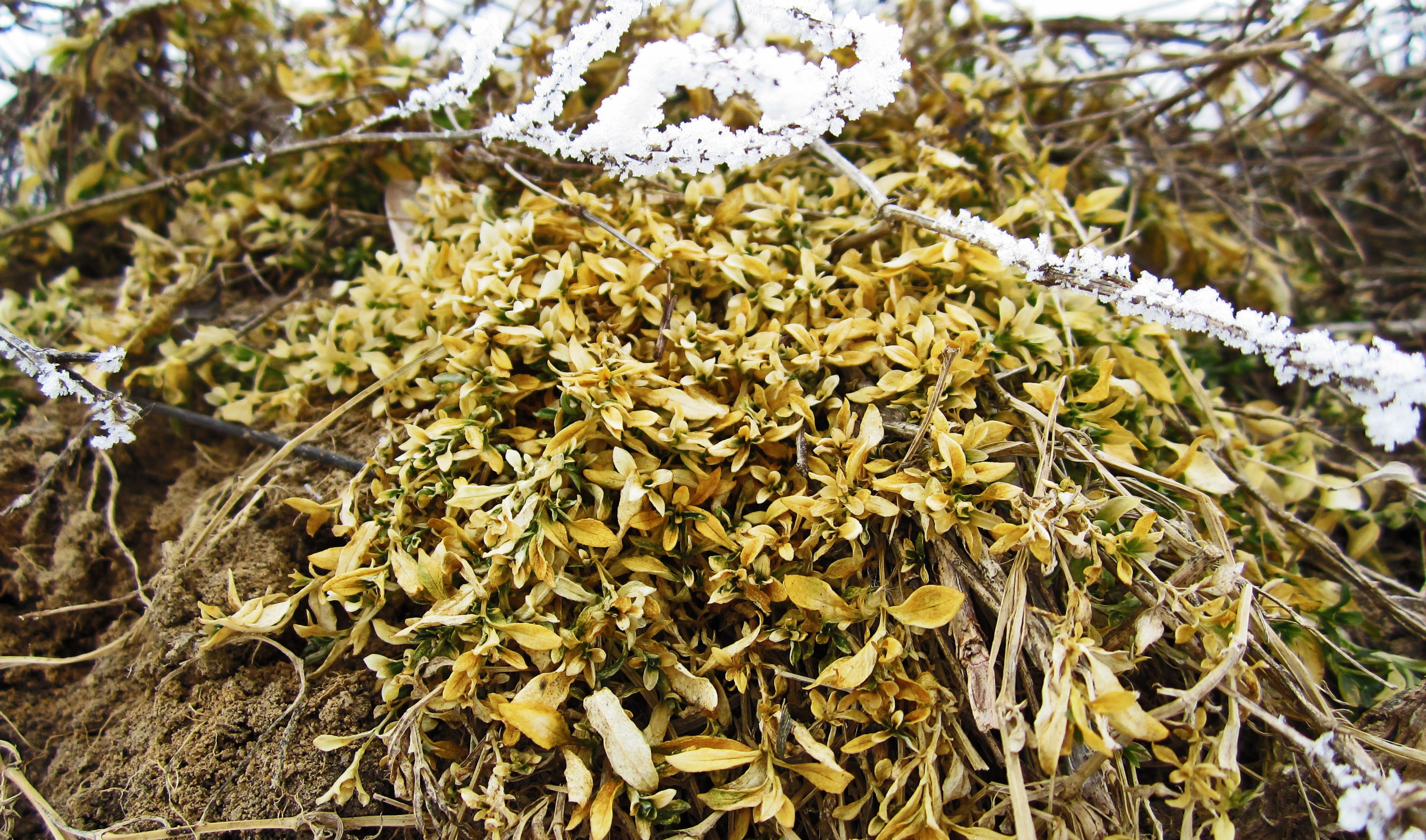 land, plant part, tree, winter, dry, plant, lichen, ground, yellow, leaf, leaves, Russia, day, focus on foreground, beauty in nature, 4K, growth, outdoors, HD Wallpaper