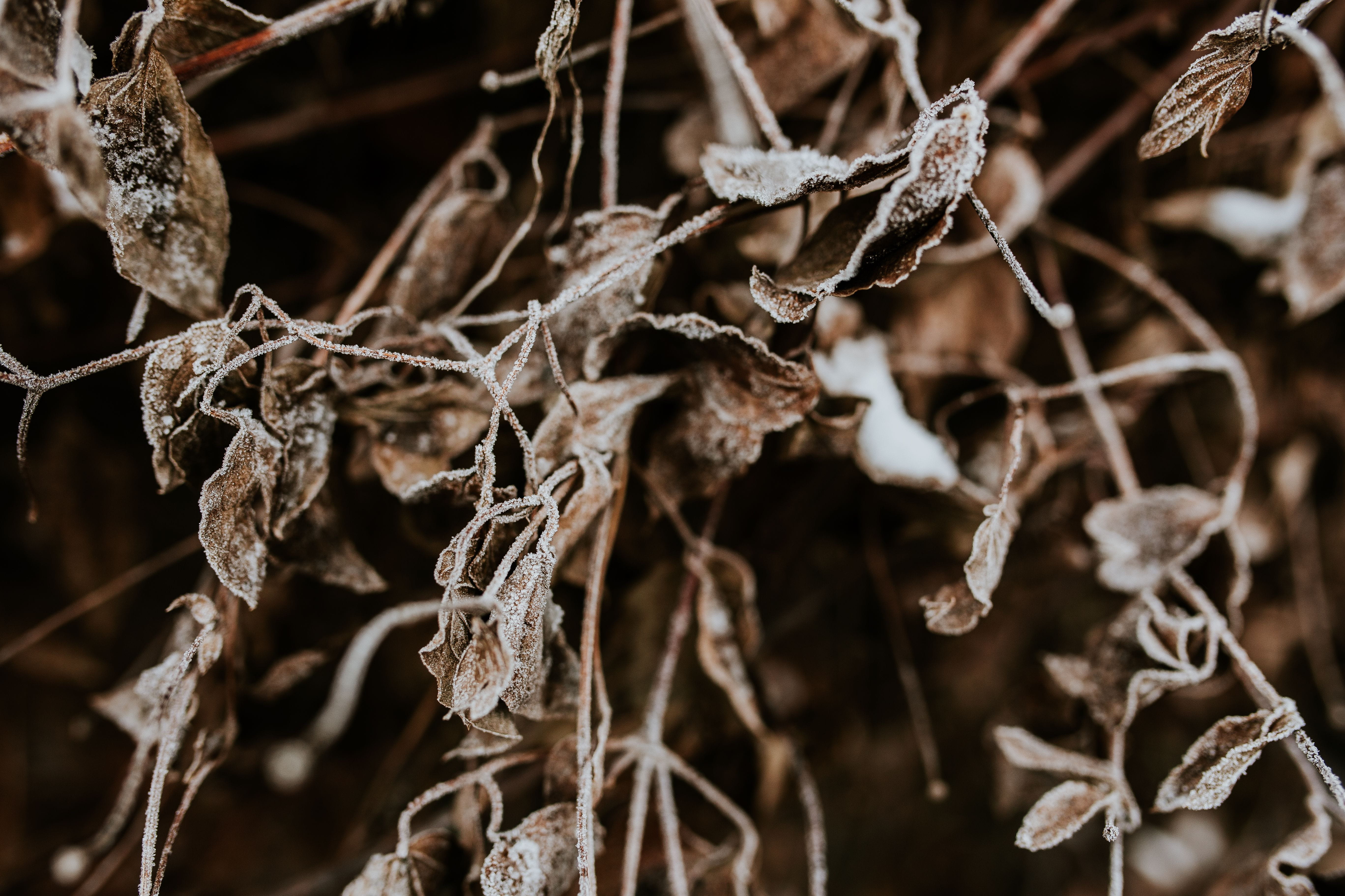 fragility, plant, tied up, cold, macro, close, dry, leaves, close-up, frost, focus on foreground, full frame, frozen, growth, rope, dead plant, trees, ups, HD Wallpaper