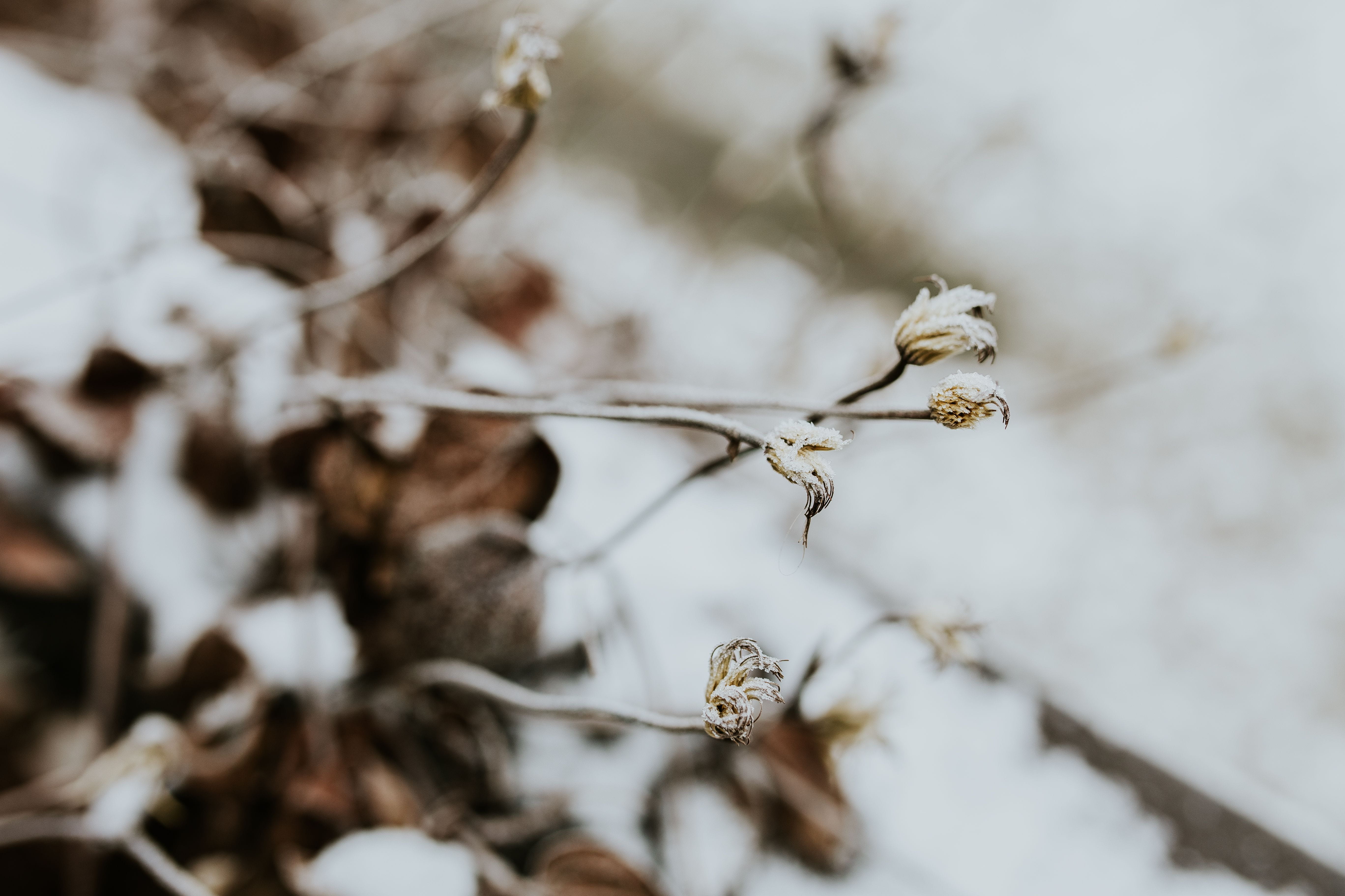 pine, snow, no people, tree, close, frozen, springtime, outdoors, dried, cold, cotton plant, backgrounds, beauty in nature, branch, fragility, close-up, HD Wallpaper