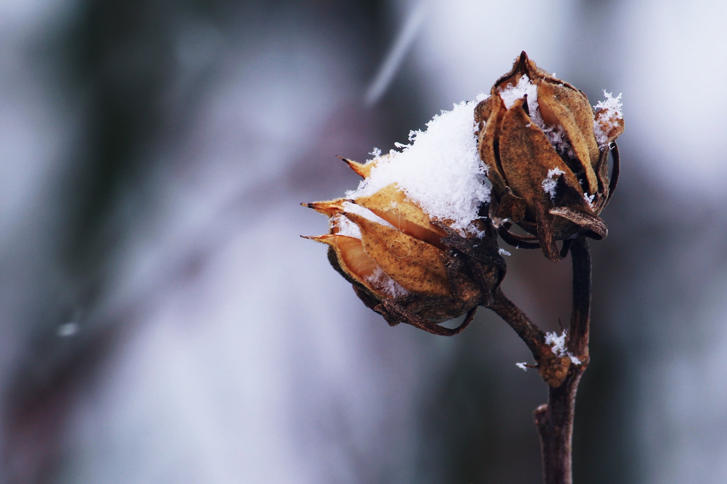 focus on foreground, ice, wilted plant, withered, dead plant, snow, leaf, photography, one animal, wintry, animal wildlife, cold, animal themes, white, HD Wallpaper