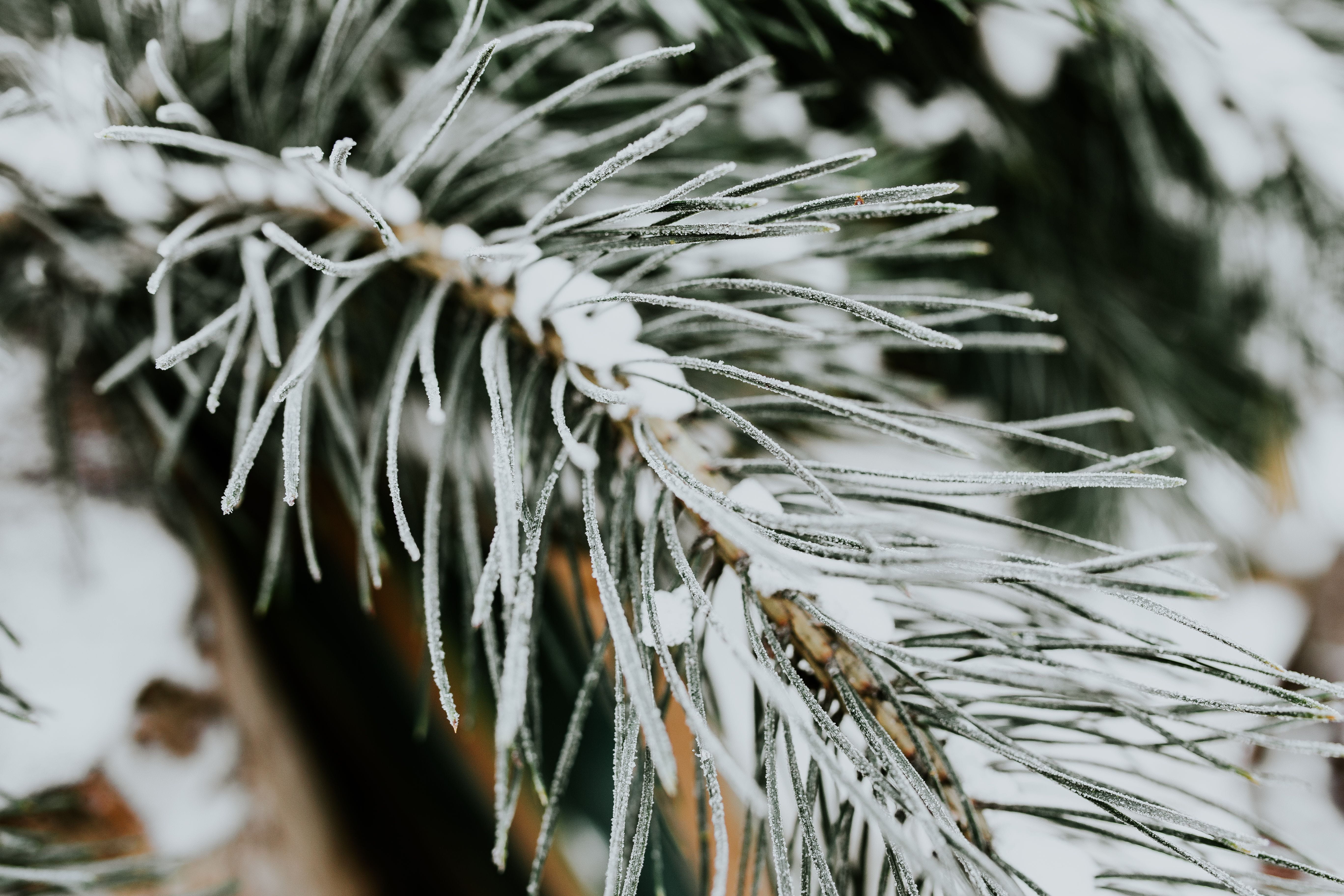close, cold temperature, frozen, pine tree, snow, beauty in nature, pine, closeup, winter, cold, growth, ups, ice, focus on foreground, plant, snowy, frost, HD Wallpaper