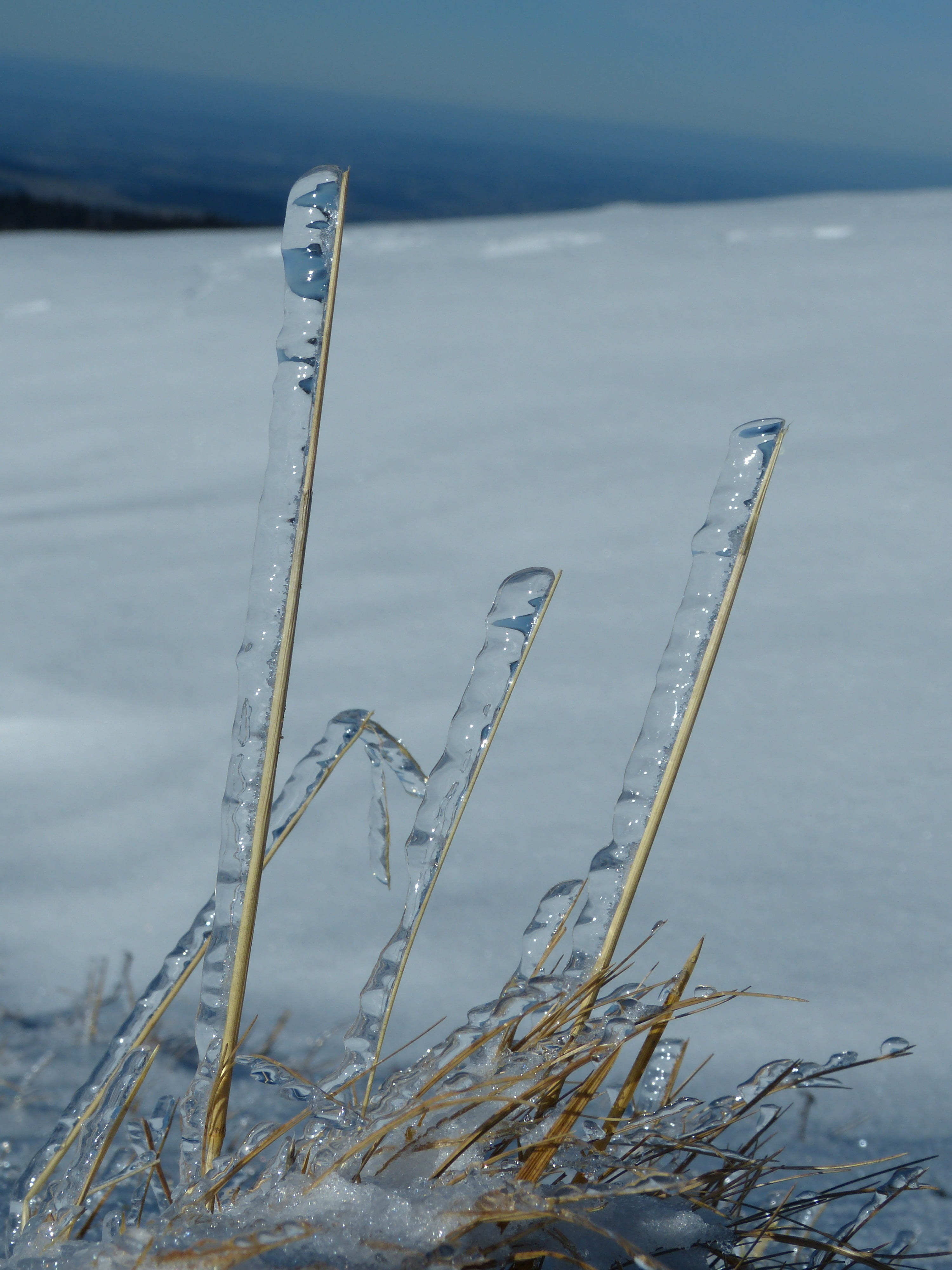 wind, grass, ze, water, included, glassy, dry, winter magic, cold, covered, hibernation, outdoors, winter, cold temperature, wrapped, icy, snow, land, sea, Phone HD Wallpaper