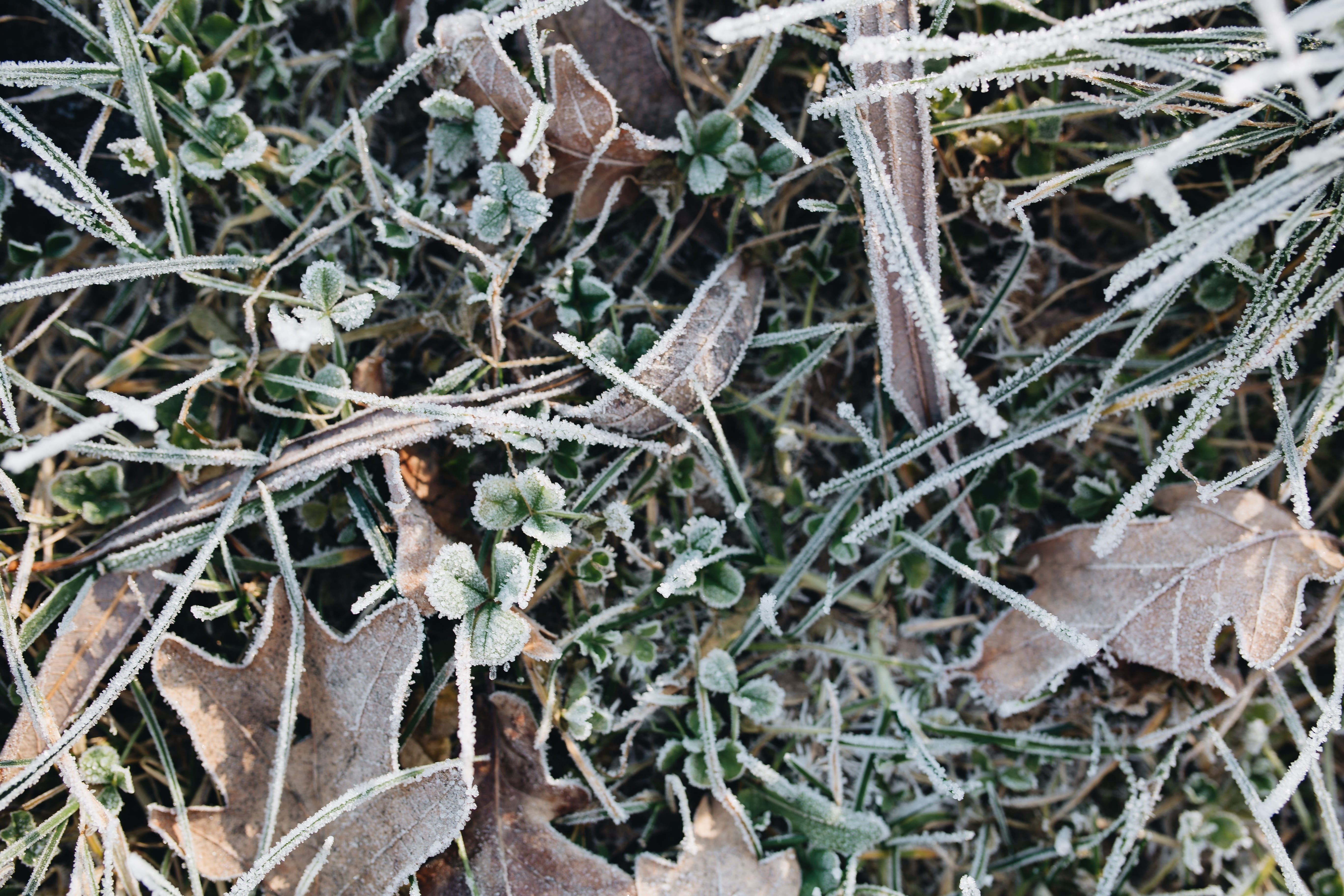 tree, outdoors, close-up, nature, cold temperature, grass, no people, ze, nobody, leaves, covered, ice, high angle view, beauty in nature, frozen, cold, HD Wallpaper