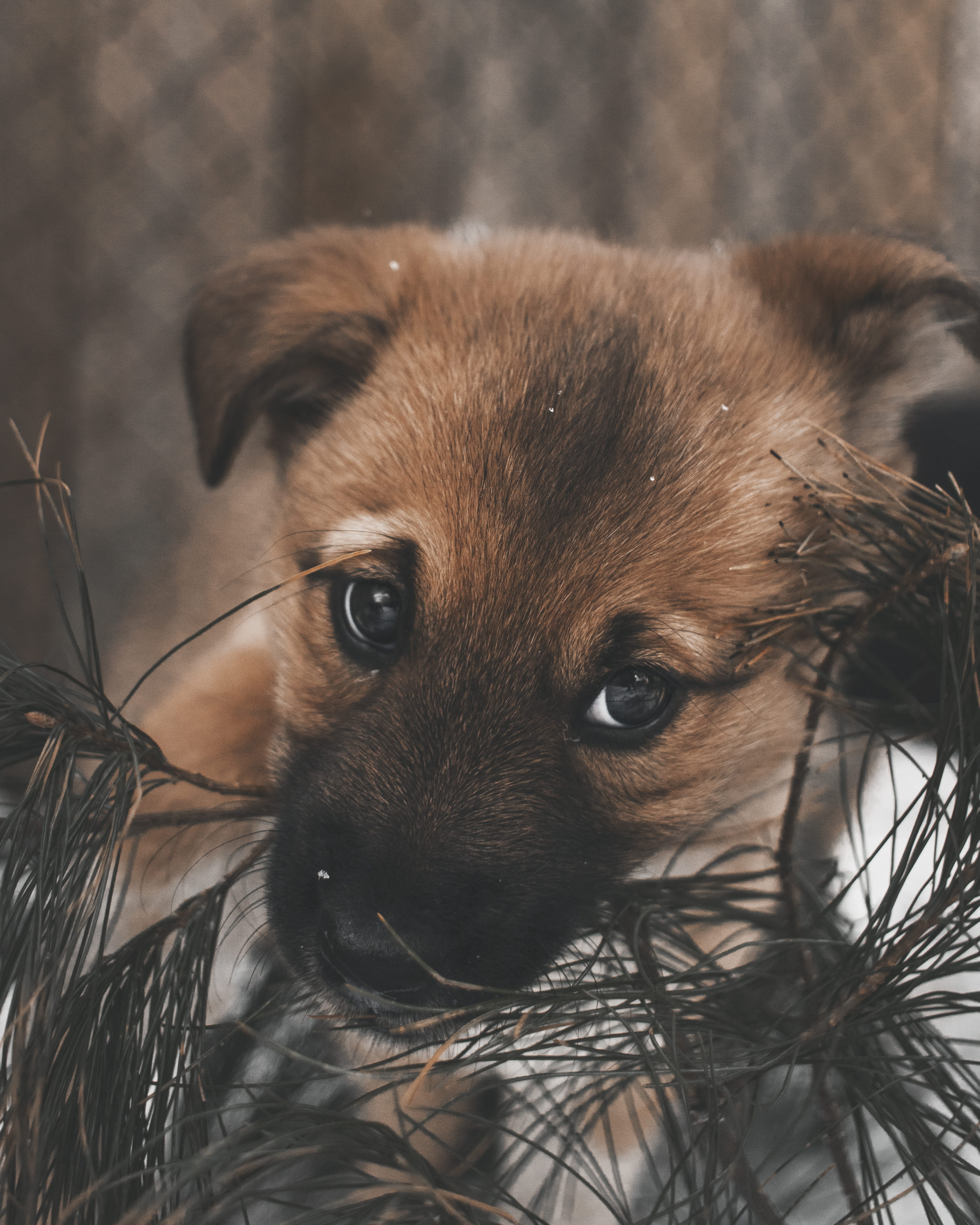 domestic, looking at camera, vertebrate, one animal, winter, animal, portrait, mammal, german shepard, focus on foreground, 4K, biting, young animal, no people, Phone HD Wallpaper