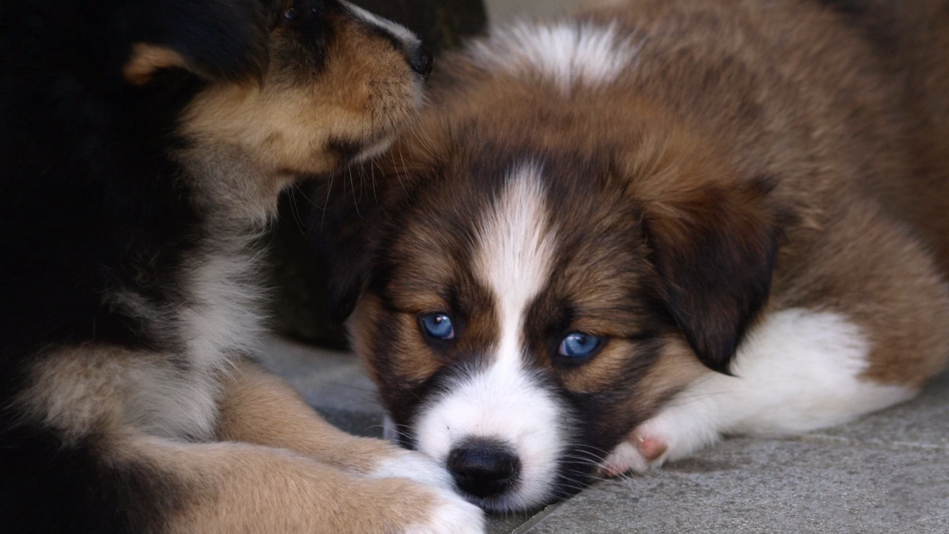 relaxation, indoors, lying down, pets, dog, mammal, puppies, domestic, animal, animal head, blue eyes, 1080P, young animal, animal themes, one animal, HD Wallpaper