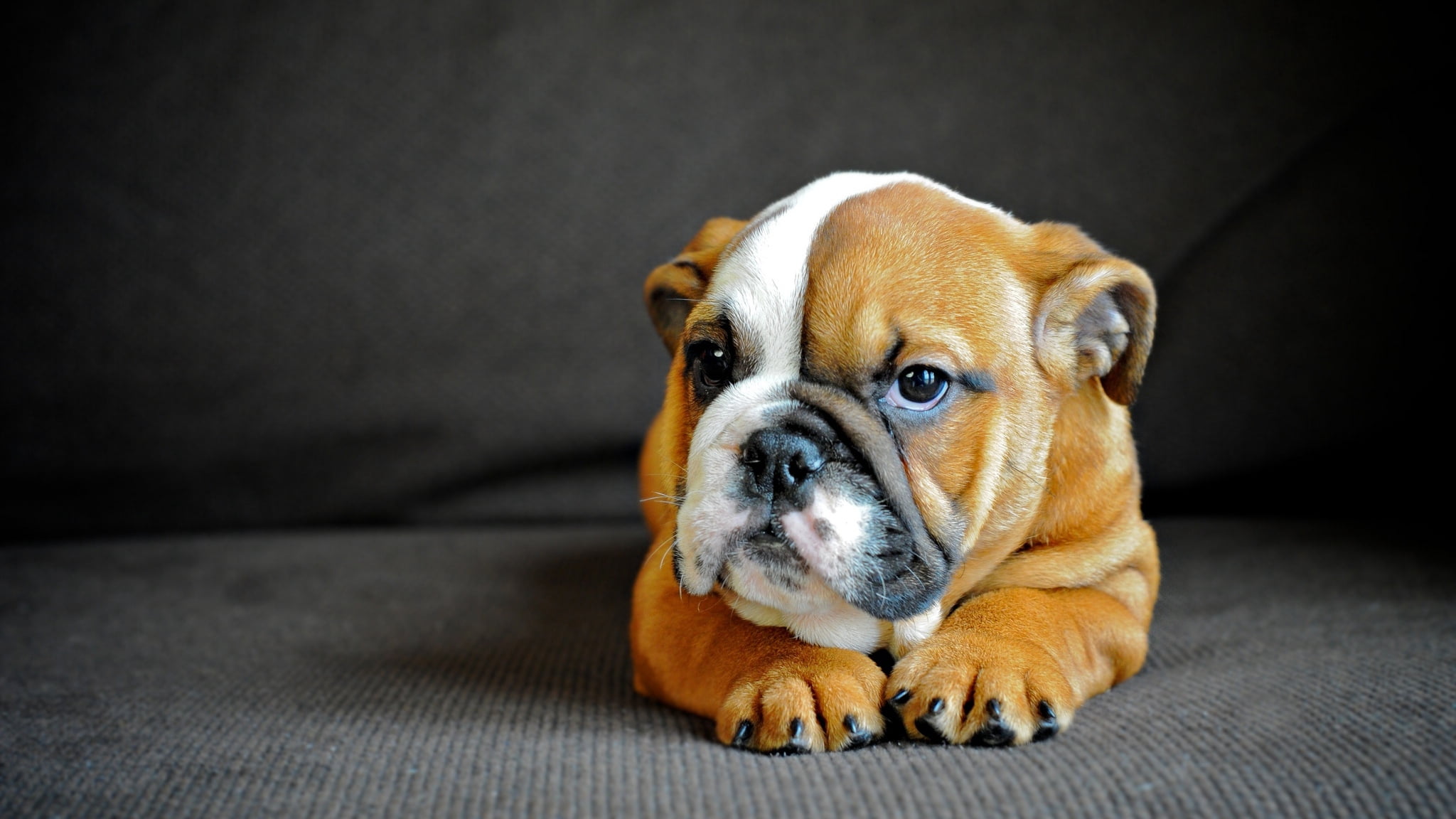 humor, mammal, one Animal, puppy, animal head, muzzle, canine, indoors, domestic, animal themes, portrait, english Bulldog, studio Shot, no people, innocence, HD Wallpaper