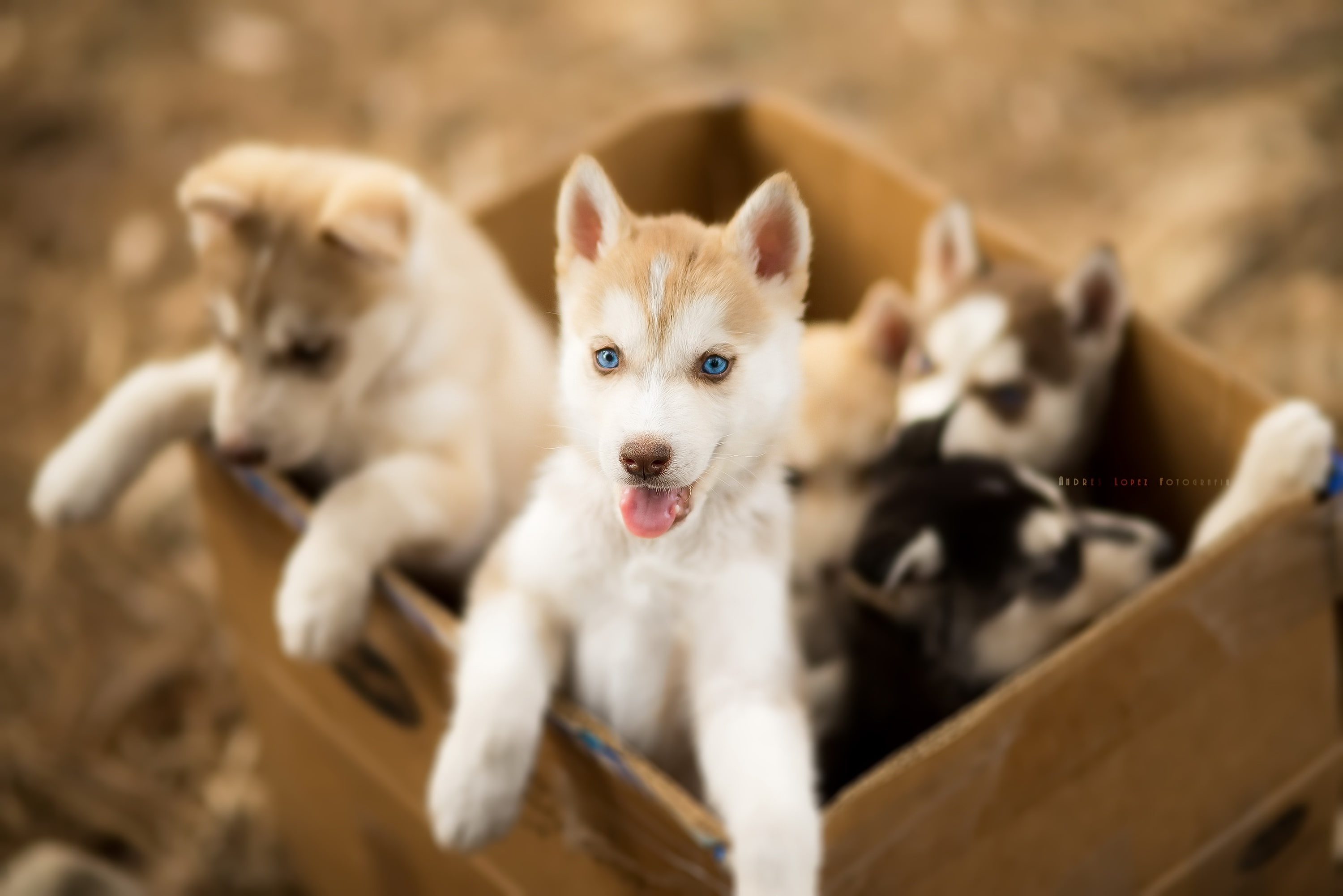 portrait, mammal, blue eyes, 2K, animals, puppies, domestic, young animal, no people, domestic animals, group of animals, cute, animal themes, animal, HD Wallpaper