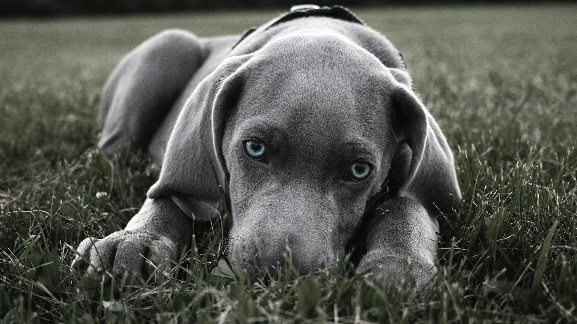 Weimaraner, animal, animal head, one animal, looking at camera, land, domestic, pets, portrait, canine, animals, dog, blue eyes, field, plant, no people, HD Wallpaper