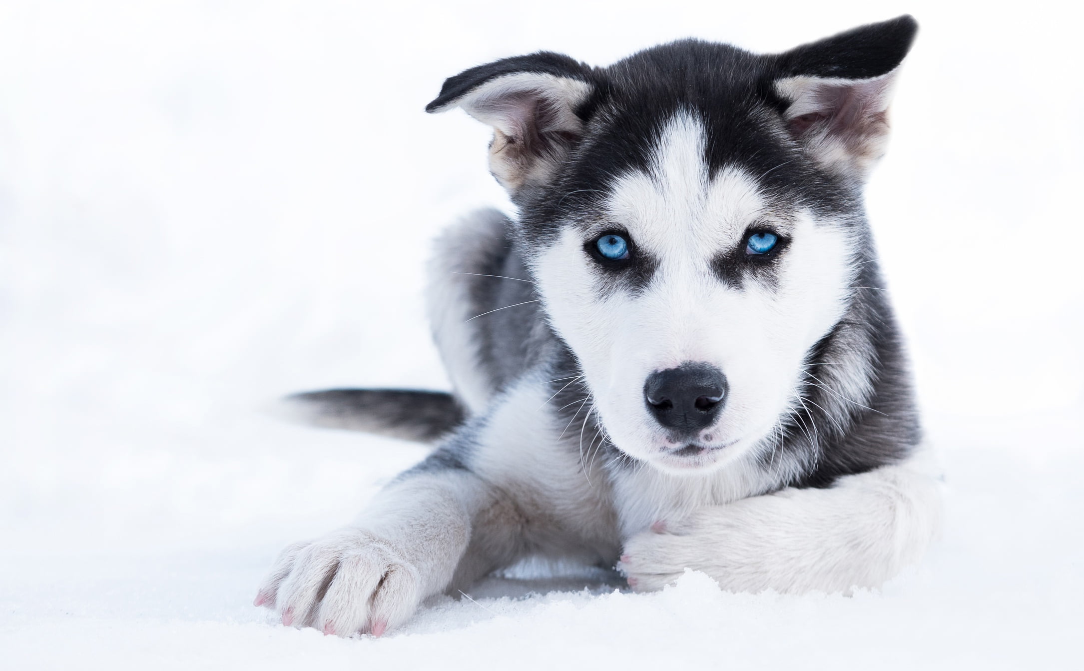 winter, blue eyes, snow, 1080P, husky, look, puppy, dog, HD Wallpaper