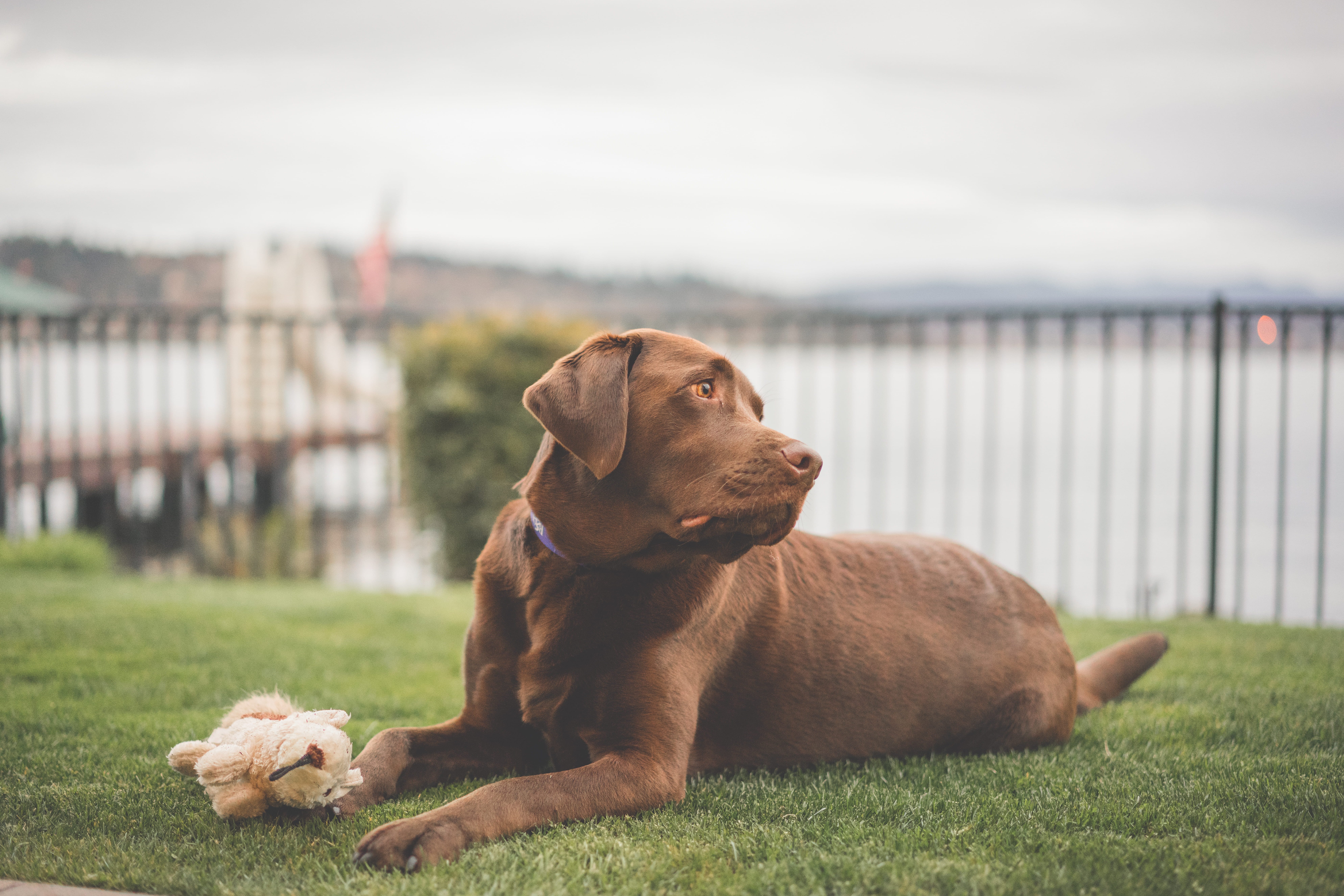 retriever, nature, looking away, outdoors, 8K, domestic animals, focus on foreground, one animal, pets, animal themes, lake washington, united states, HD Wallpaper
