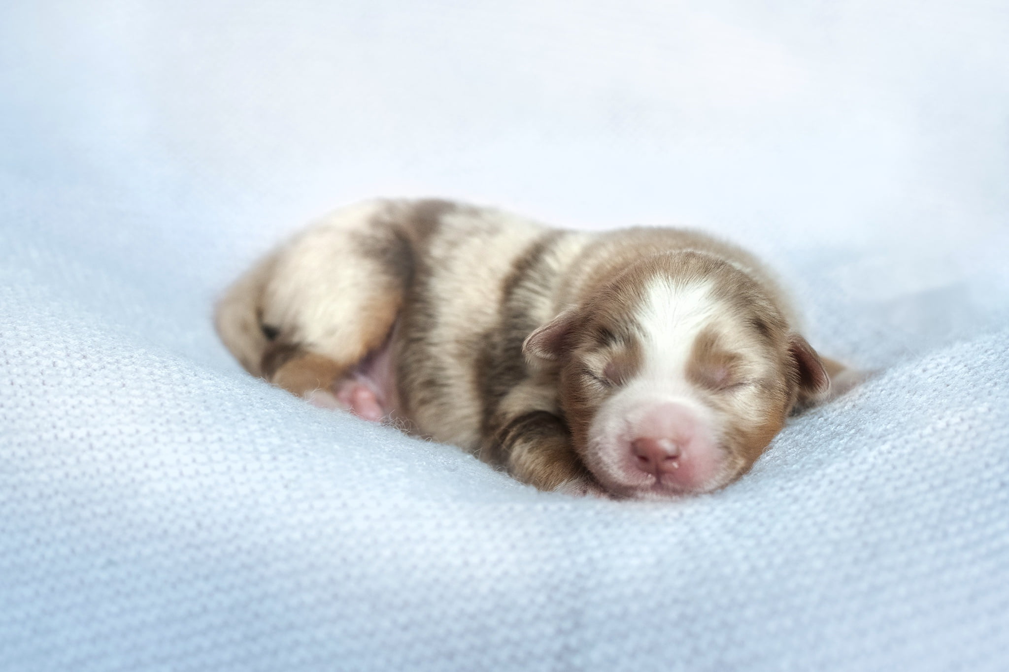cozy, animal, domestic, young animal, innocence, relaxation, lying down, one animal, baby animals, sleeping, closed eyes, resting, small, 1080P, animal themes, HD Wallpaper