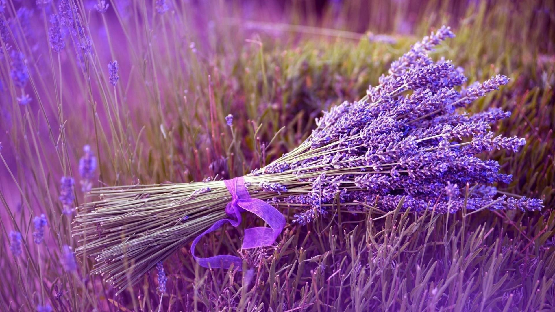 lilac levender, 1080P, field, flowers, lavender, lavender field, HD Wallpaper
