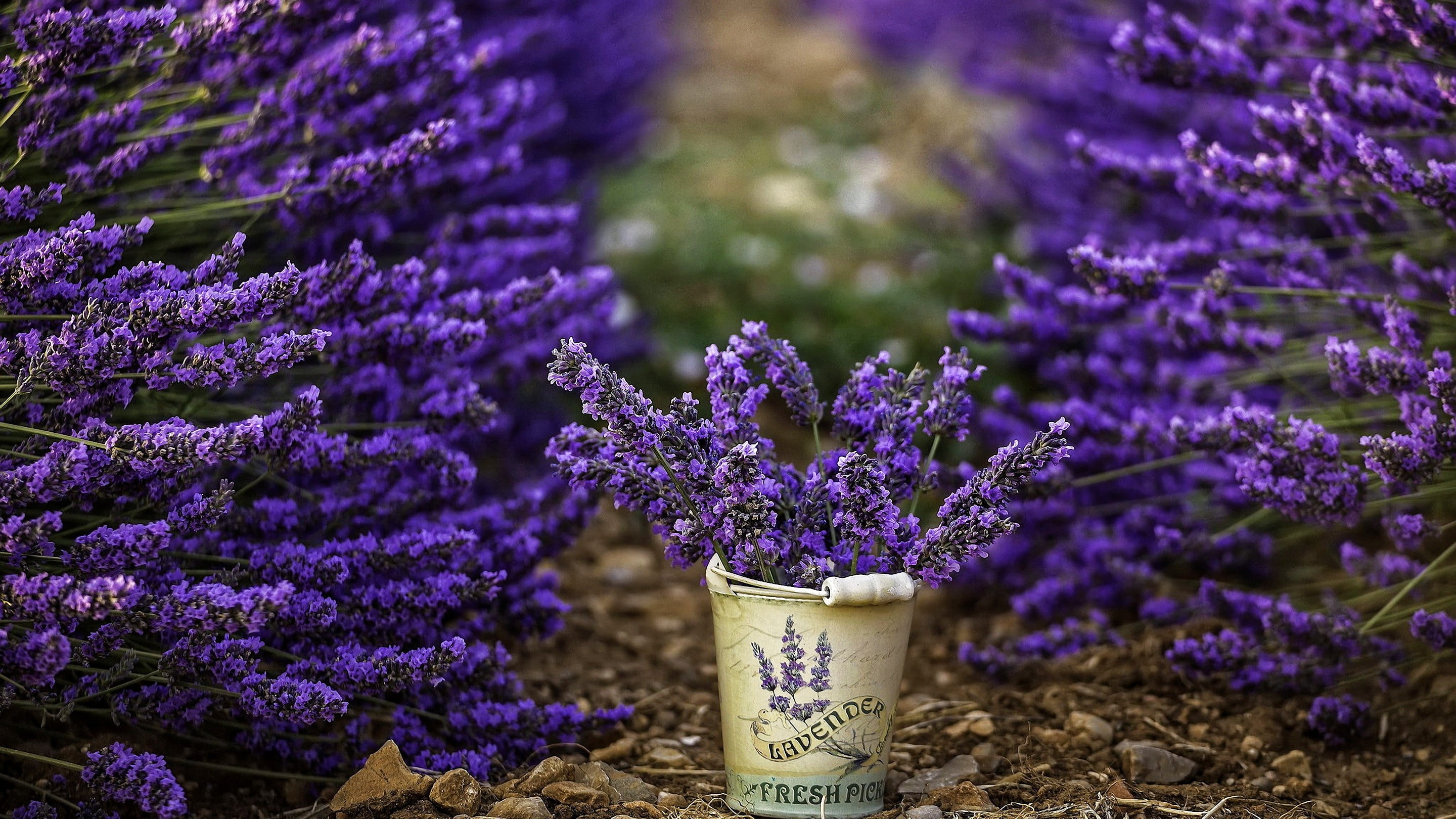 gardening, text, lavender colored, purple flowers, growth, lavender, outdoors, purple, fragility, no people, 2K, freshness, herb, beauty in nature, vulnerability, HD Wallpaper