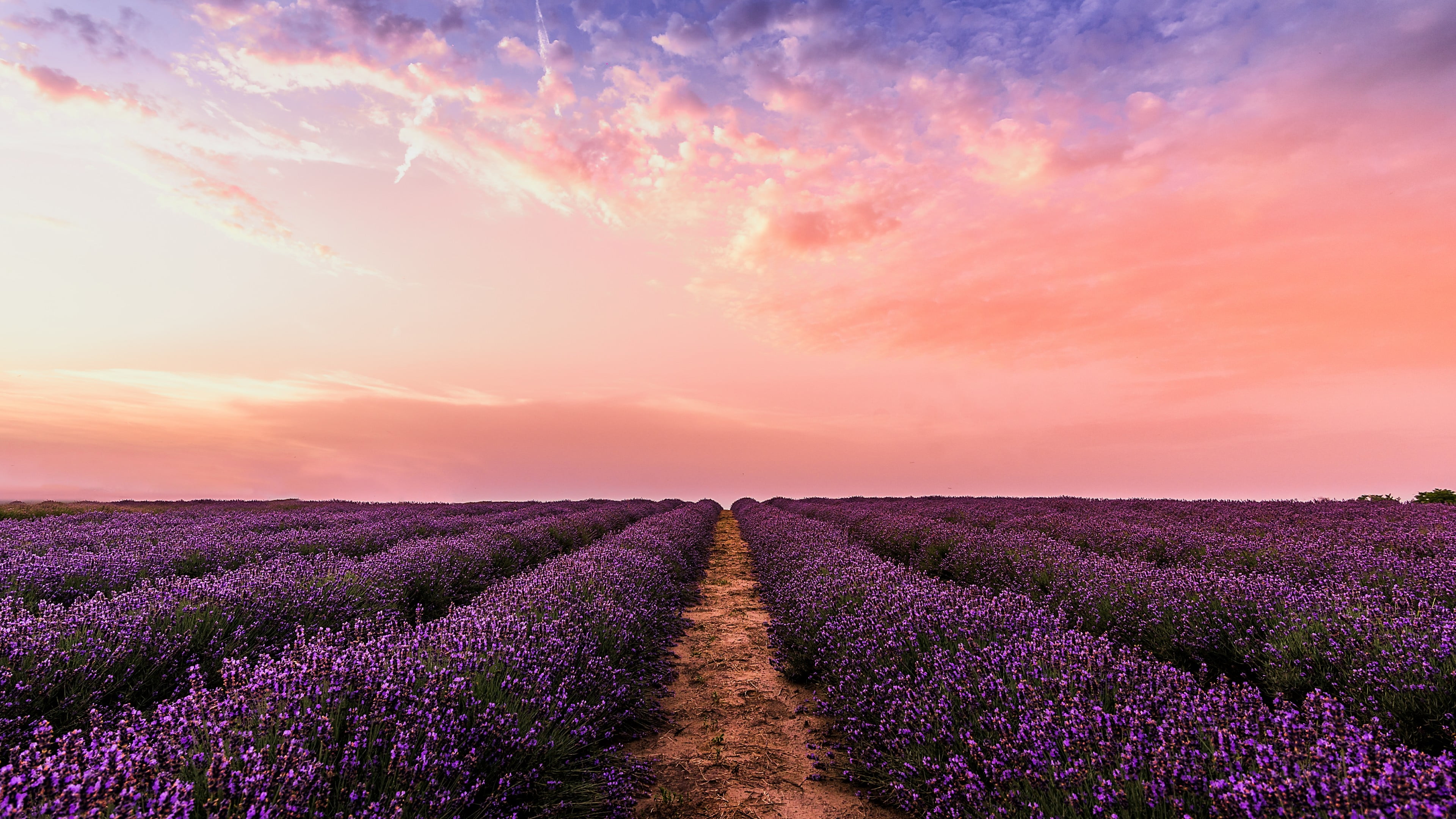 herb, idyllic, lavender farm, 4K, flower, tranquility, pink sky, landscape, no people, blooming, lavender field, land, outdoors, scenics - nature, flowering plant, HD Wallpaper