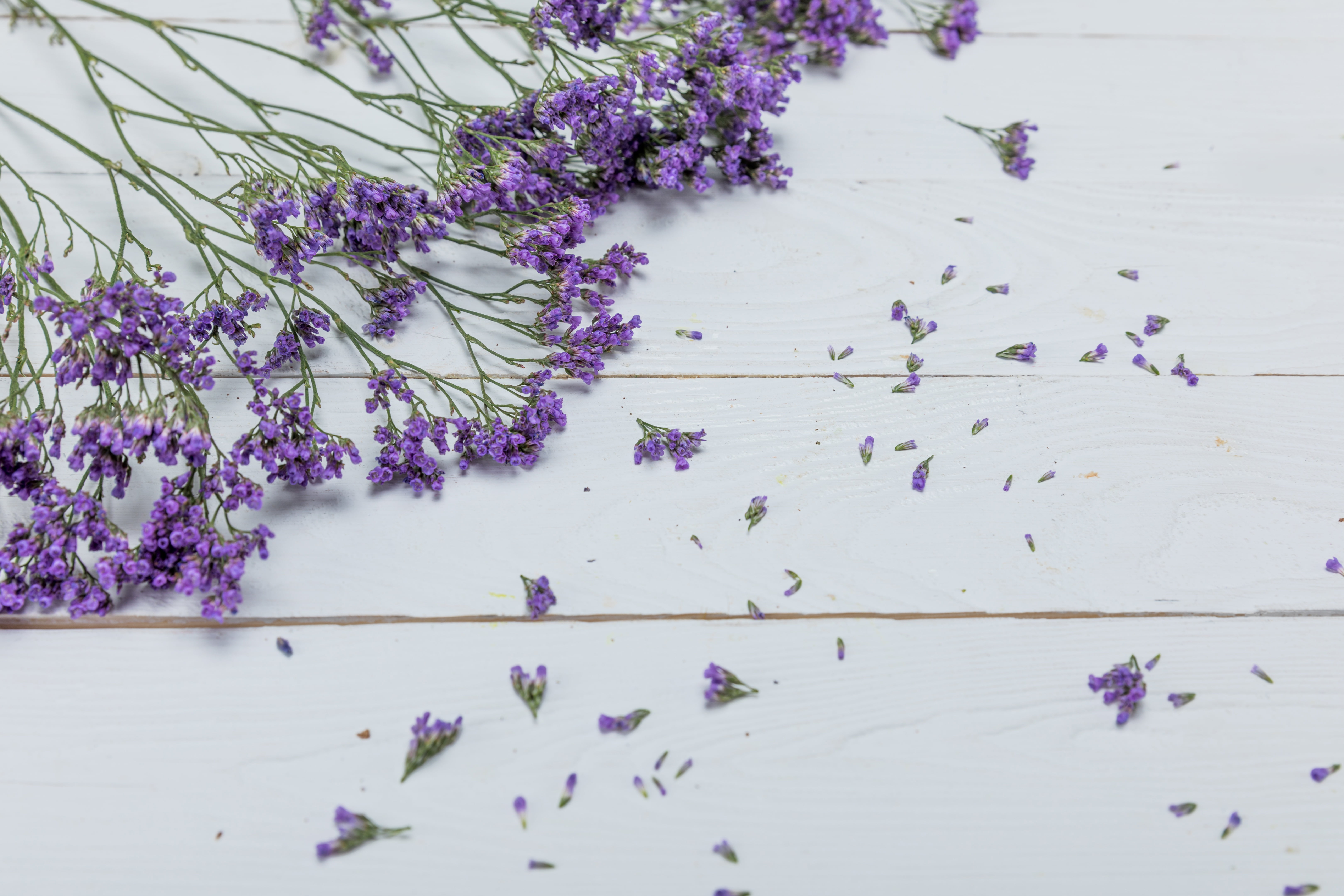 Flowers, Lavender, background, 5K, HD Wallpaper