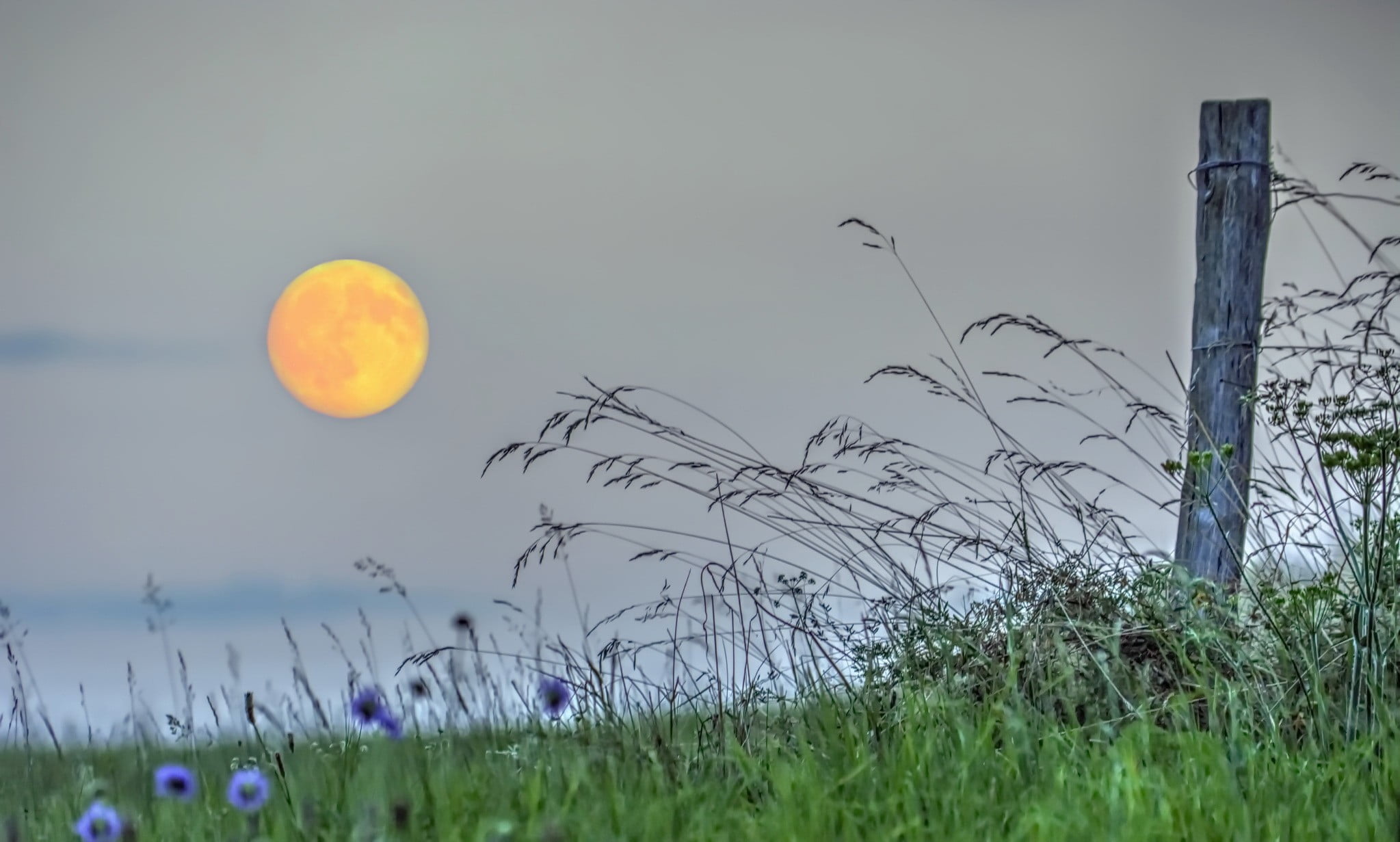nature, field, circle, land, no people, beauty in nature, full moon, 1080P, flowers, scenics - nature, green color, outdoors, landscape, Moon, plant, non-urban scene, HD Wallpaper