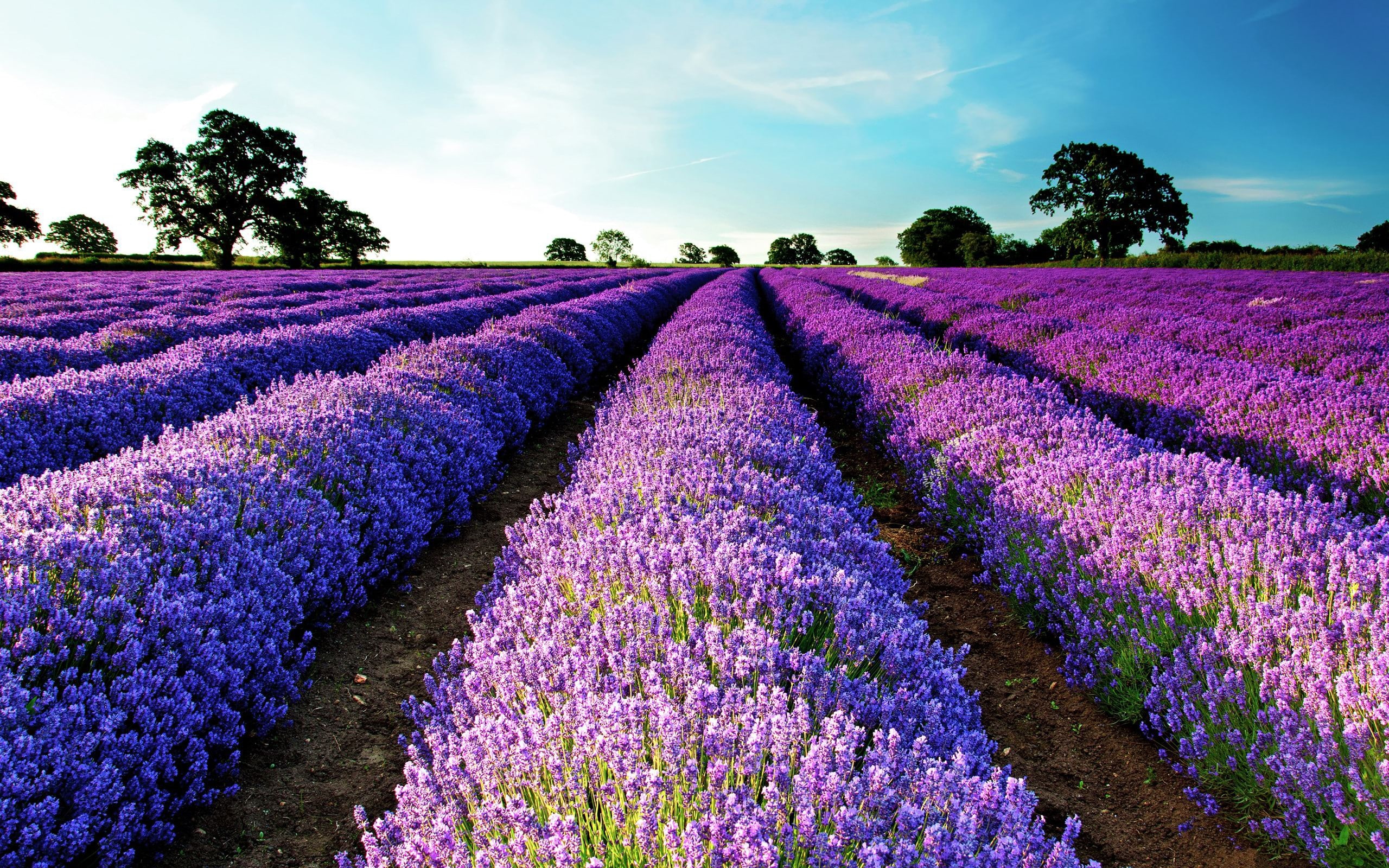 sky, vulnerability, purple, 2K, scenics - nature, no people, lavender, flowers, beauty in nature, flowering plant, growth, flowerbed, field, agriculture, HD Wallpaper