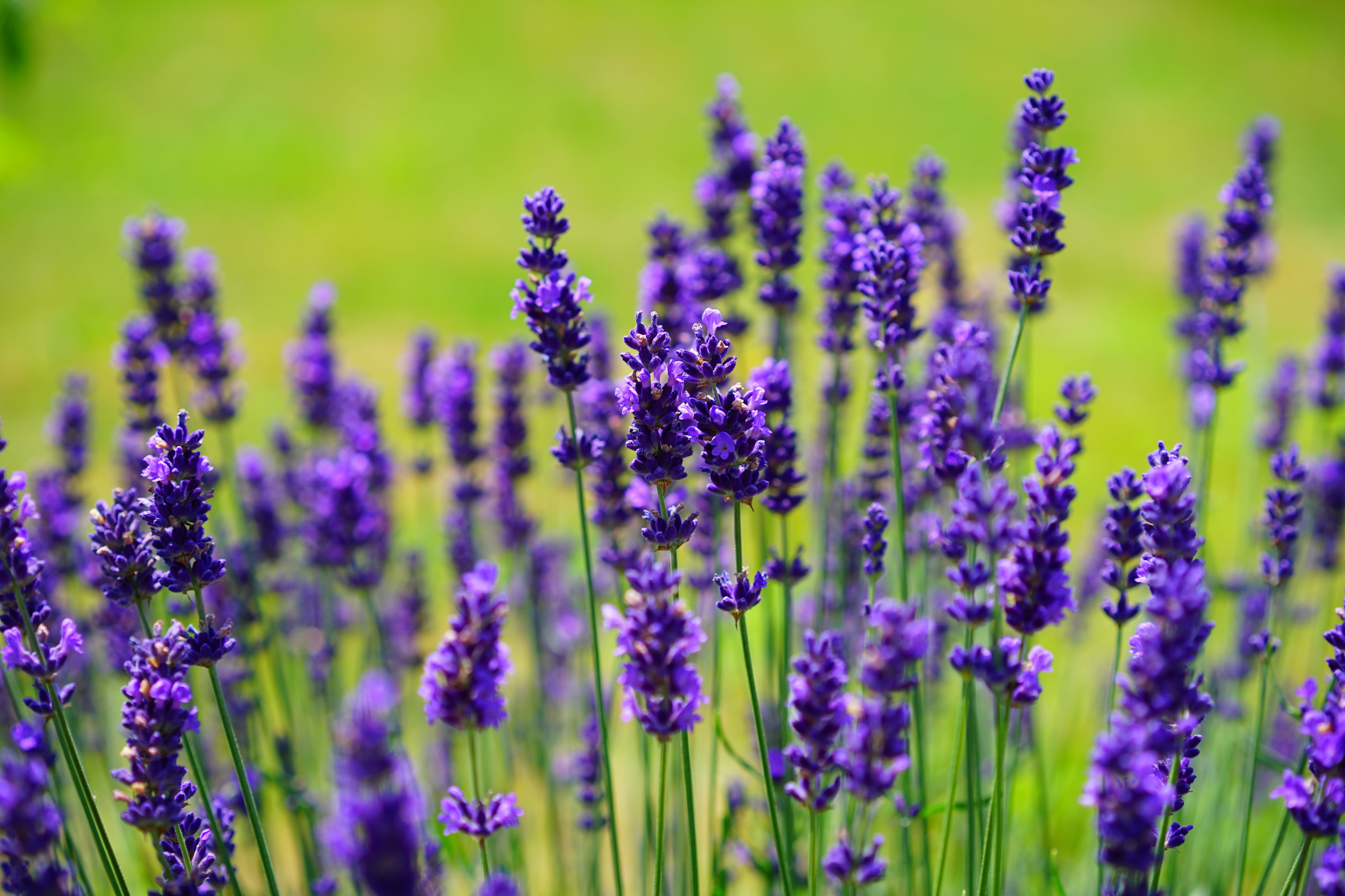 shallow, cottage garden, fragrant, close-up, lavandula angustifolia, fragility, flora, plant, flower head, green, medicinal plant, provence, field, meadow, HD Wallpaper
