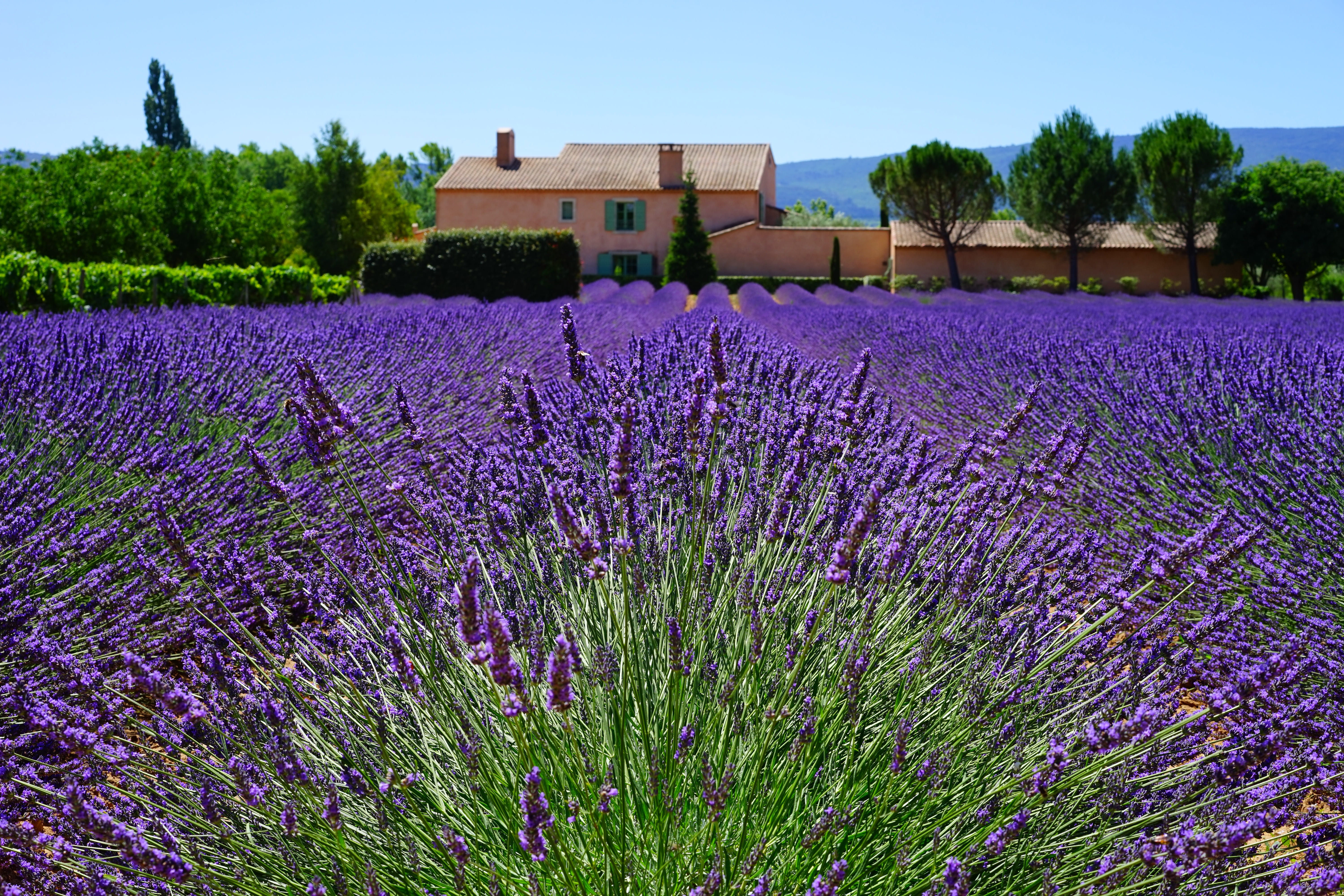 lavender cultivation, farm, violet, herbs, true lavender, inflorescence, blue, medicinal plant, dunkellia, beauty in nature, green, garden flowers, french, HD Wallpaper