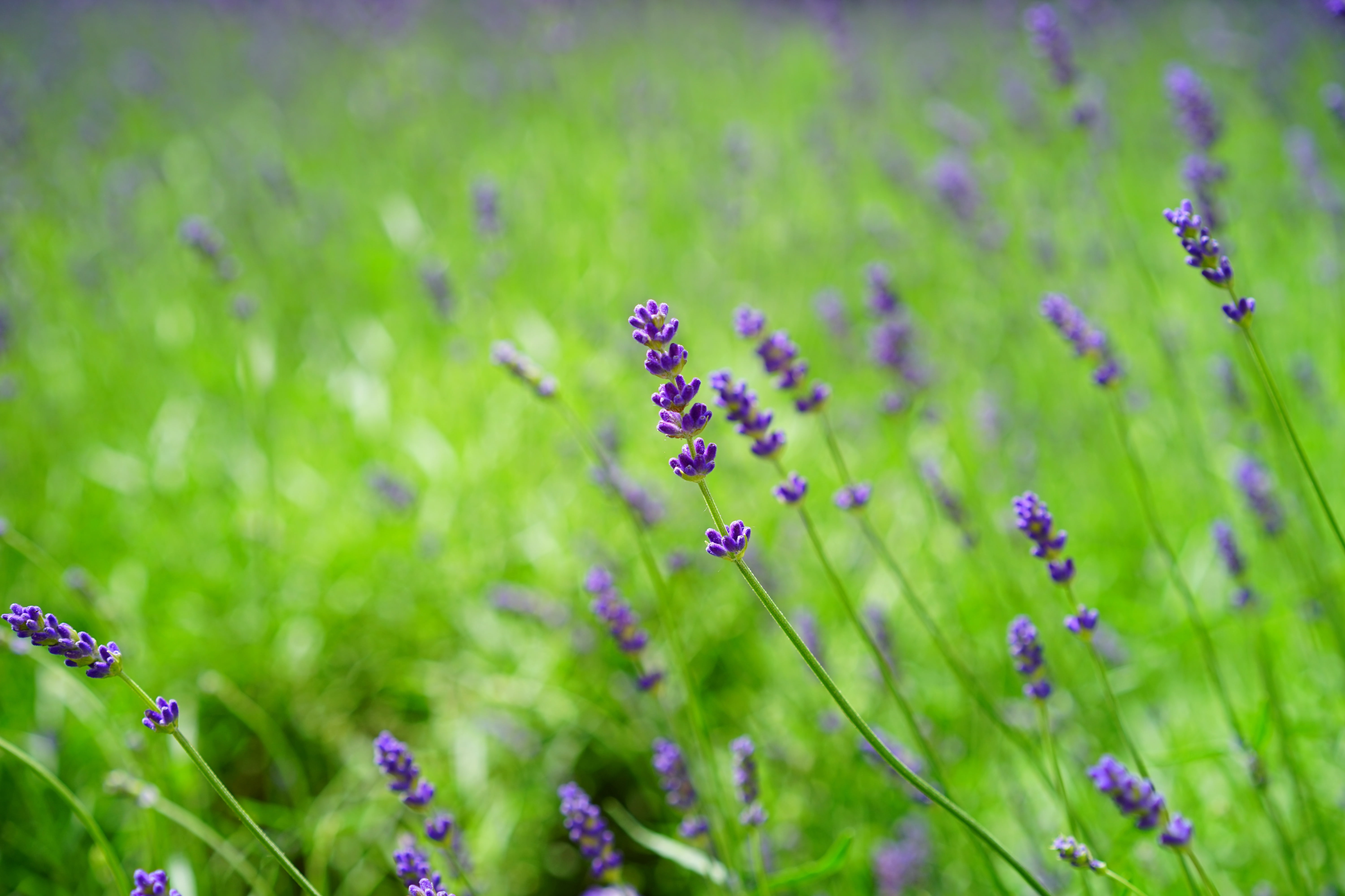 close-up, flower head, wildflower, aromatic, green Color, flower, lavandula vera, petals, focus, violet, blue, garden flowers, vulnerability, grass, no people, HD Wallpaper