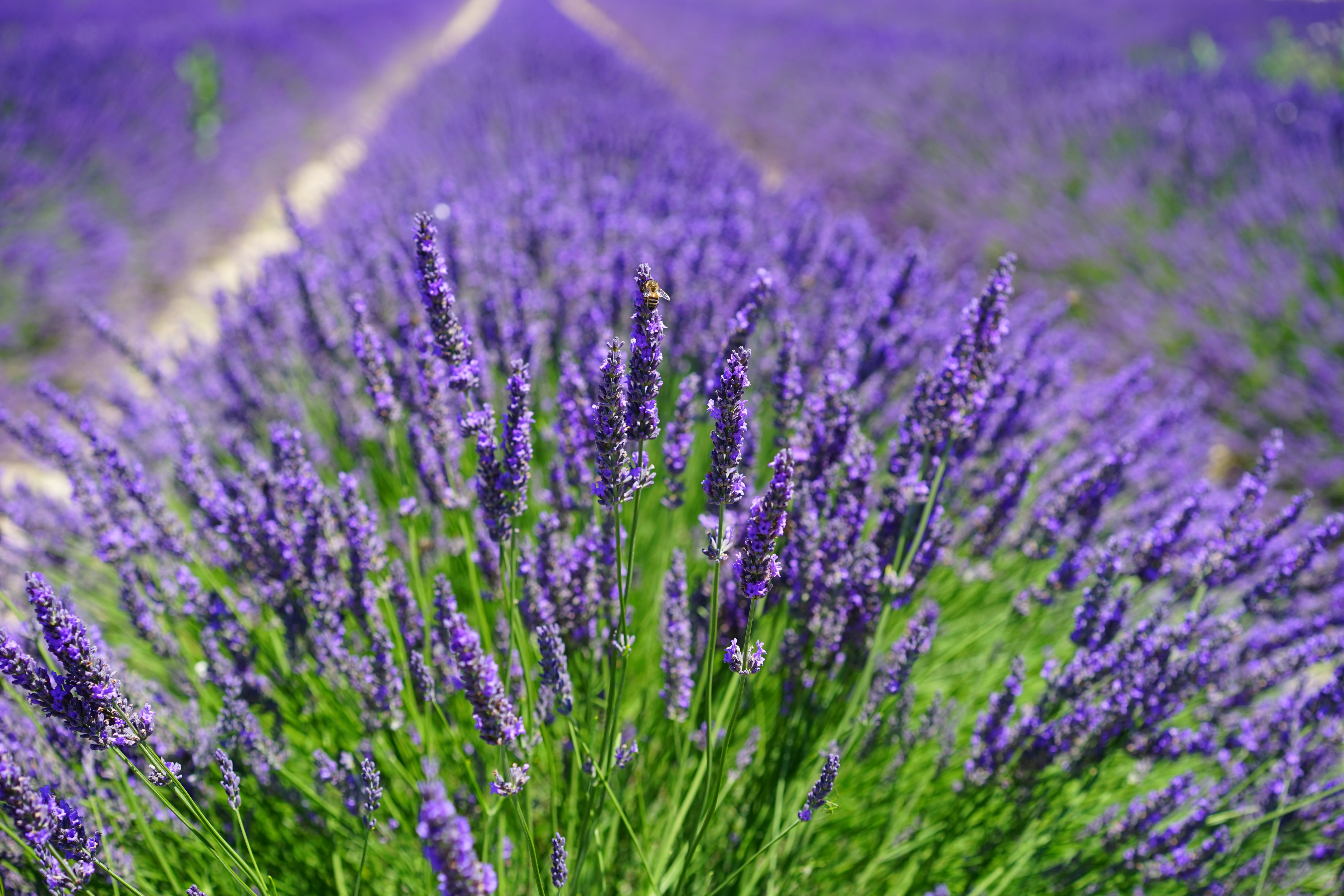 selective focus, close-up, flowers, daytime, plant, lavender colored, lavender flowers, blue, lavender cultivation, wild plant, outdoors, nature, floral, HD Wallpaper