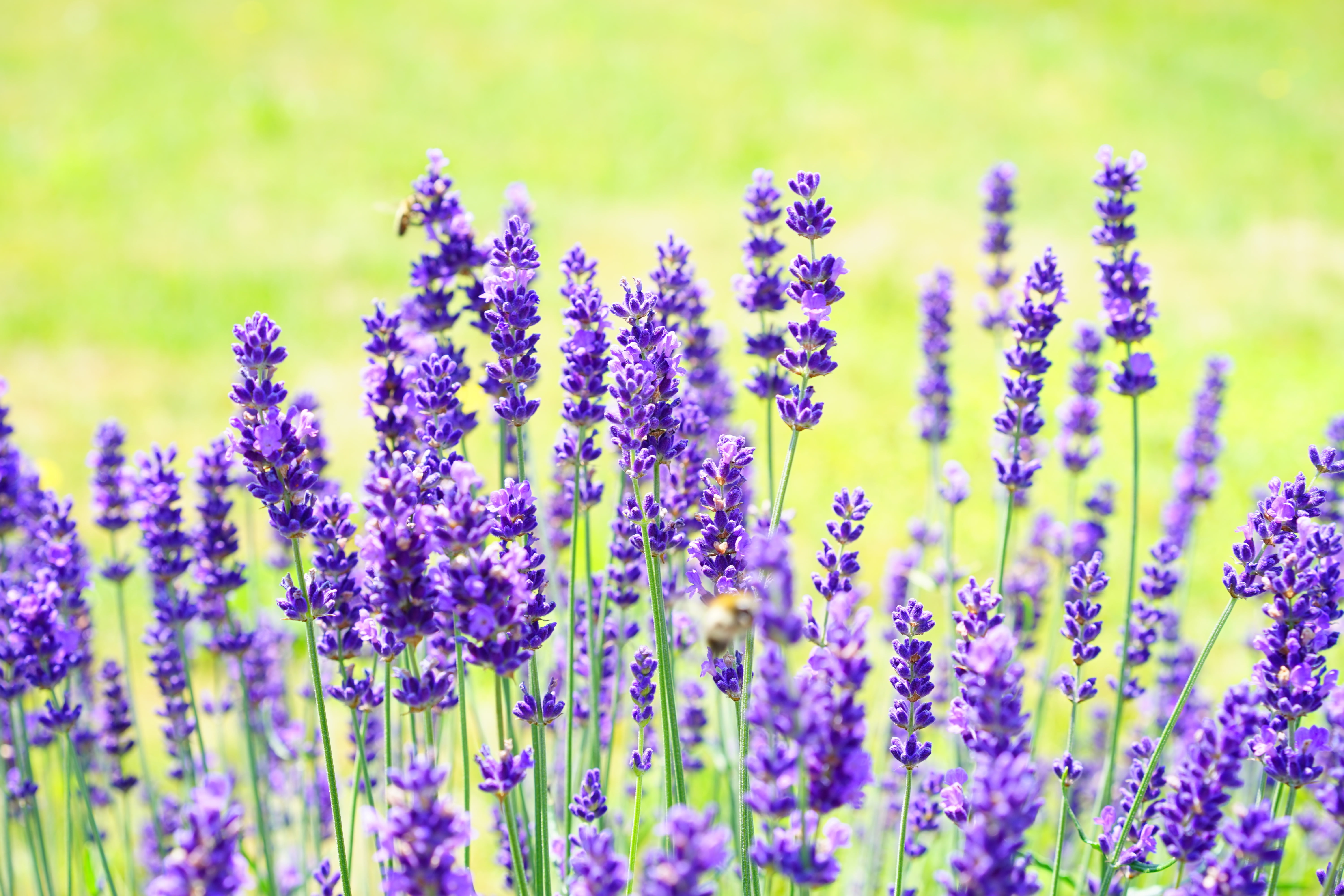 summer, wild plant, blue, plant, cottage garden, narrow leaf lavender, flowerbed, garden flowers, flora, freshness, aromatic, decorative, lavandula officinalis, HD Wallpaper