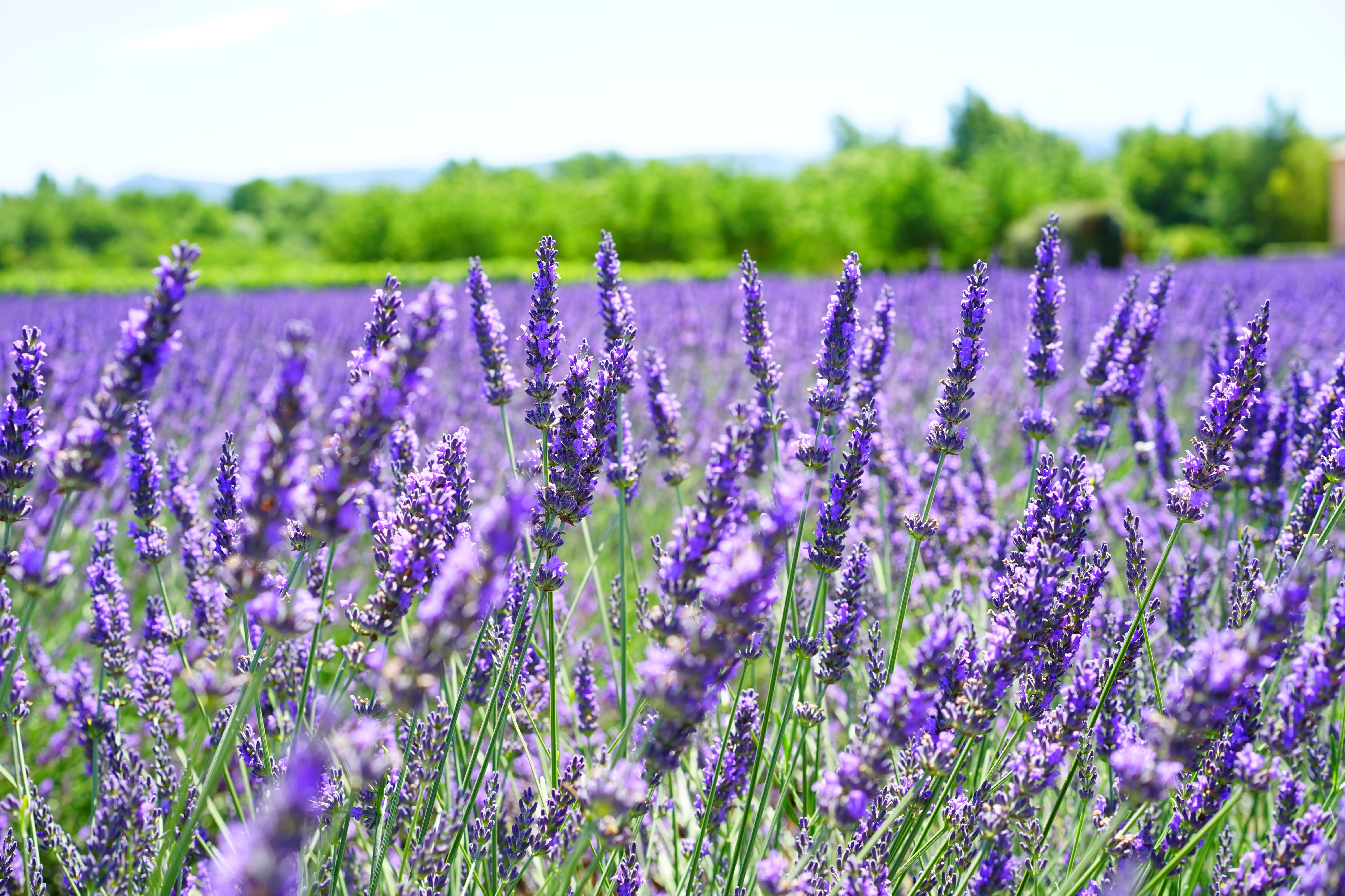 provence, lavender colored, nature, land, landscape, agriculture, fragrance, freshness, green, purple, flowers, blue, scented plant, lavender, crop, focus on foreground, HD Wallpaper