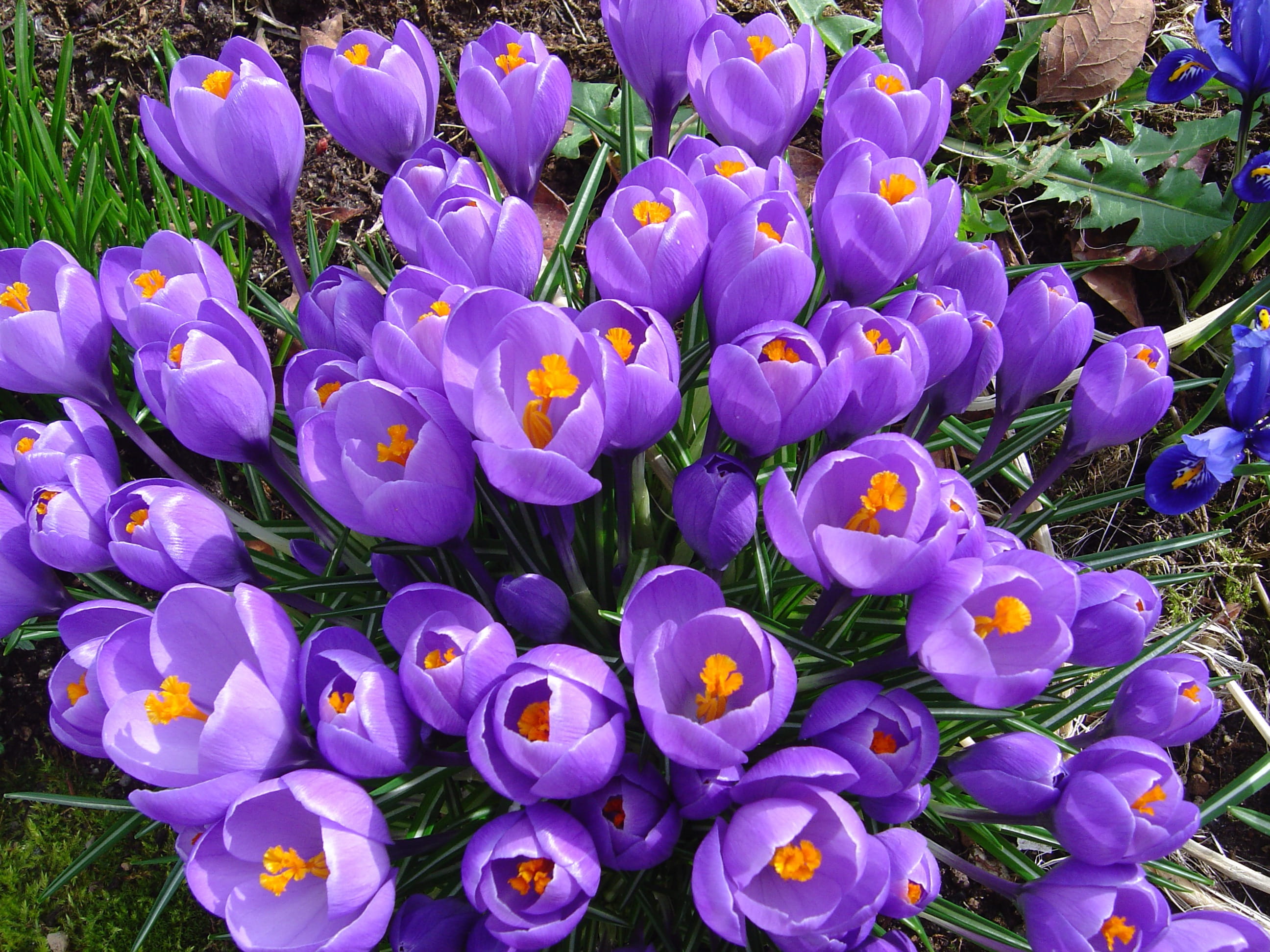 aroma, ecosystem, fragrant, purple, freshness, exotic, vivid, no People, land, stem, environment, crocus, vulnerability, beauty In Nature, flower Head, HD Wallpaper