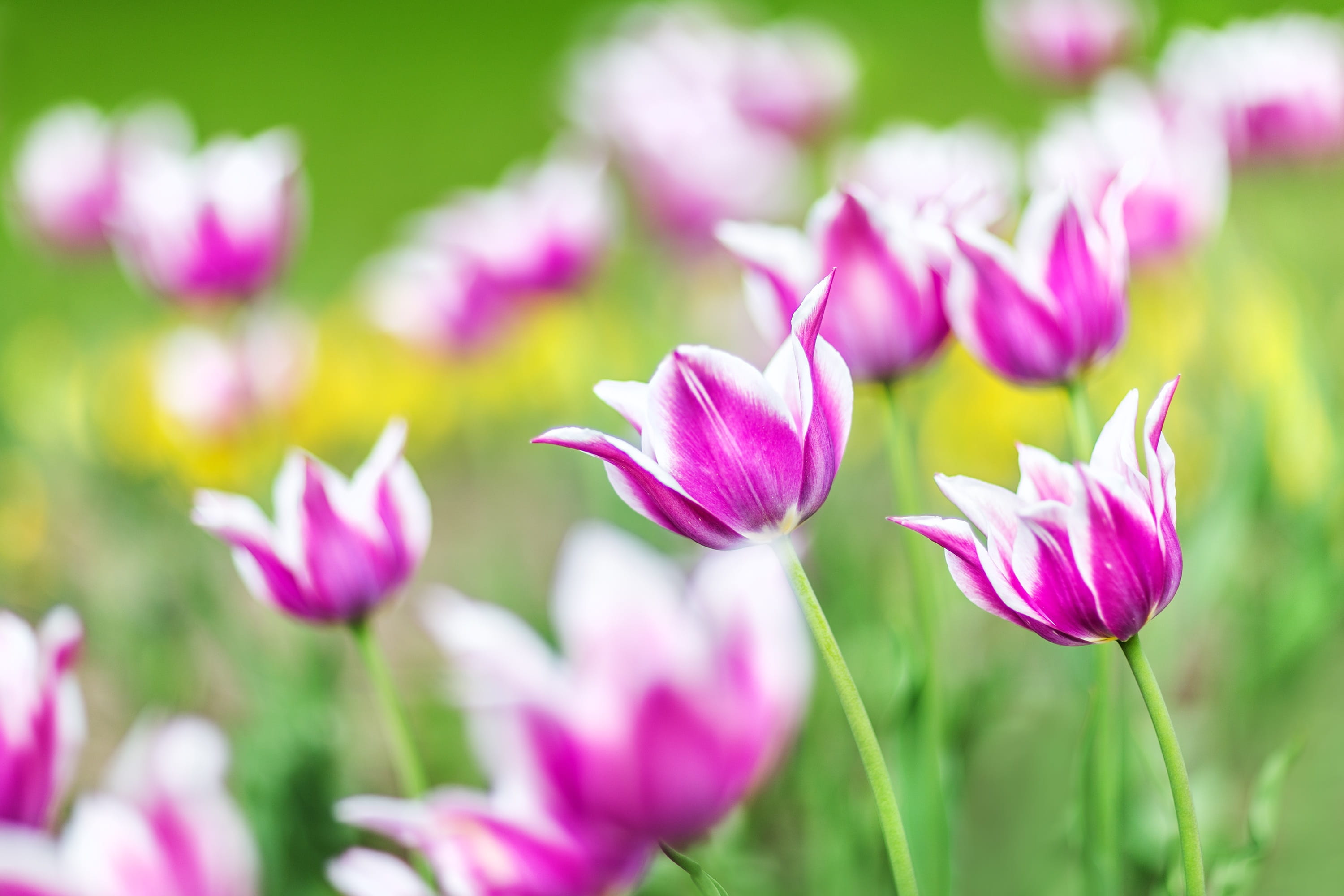 freshness, bloom, growth, multi Colored, garden, purple, macro, no people, colorful, flowers, petal, pink, flower Head, tulips, beauty In Nature, outdoors, HD Wallpaper