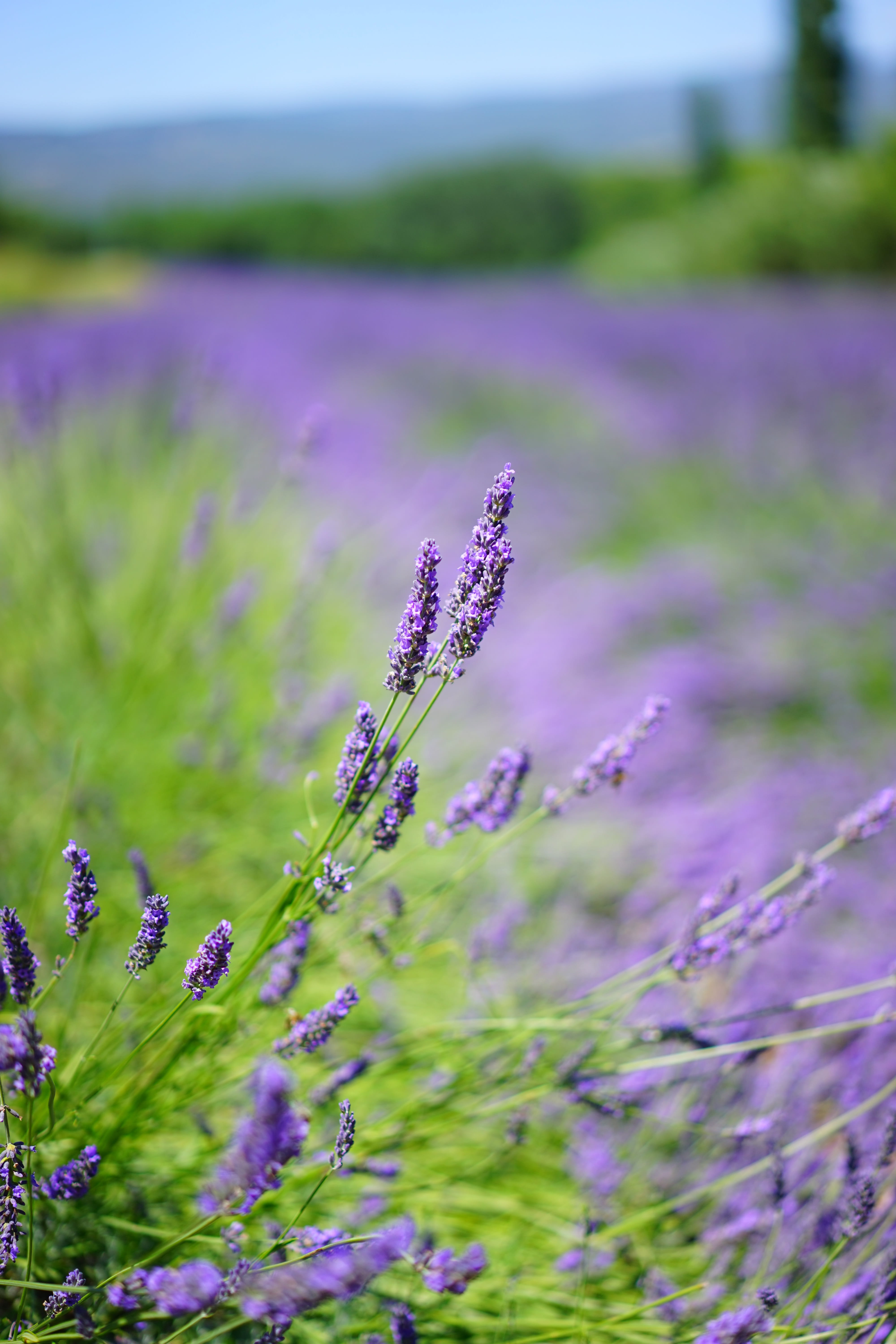 lavender cultivation, lavandula officinalis, fragrance, field, blue, summer, garden flowers, lavendula, tranquility, provence, flowers, beauty in nature, Phone HD Wallpaper