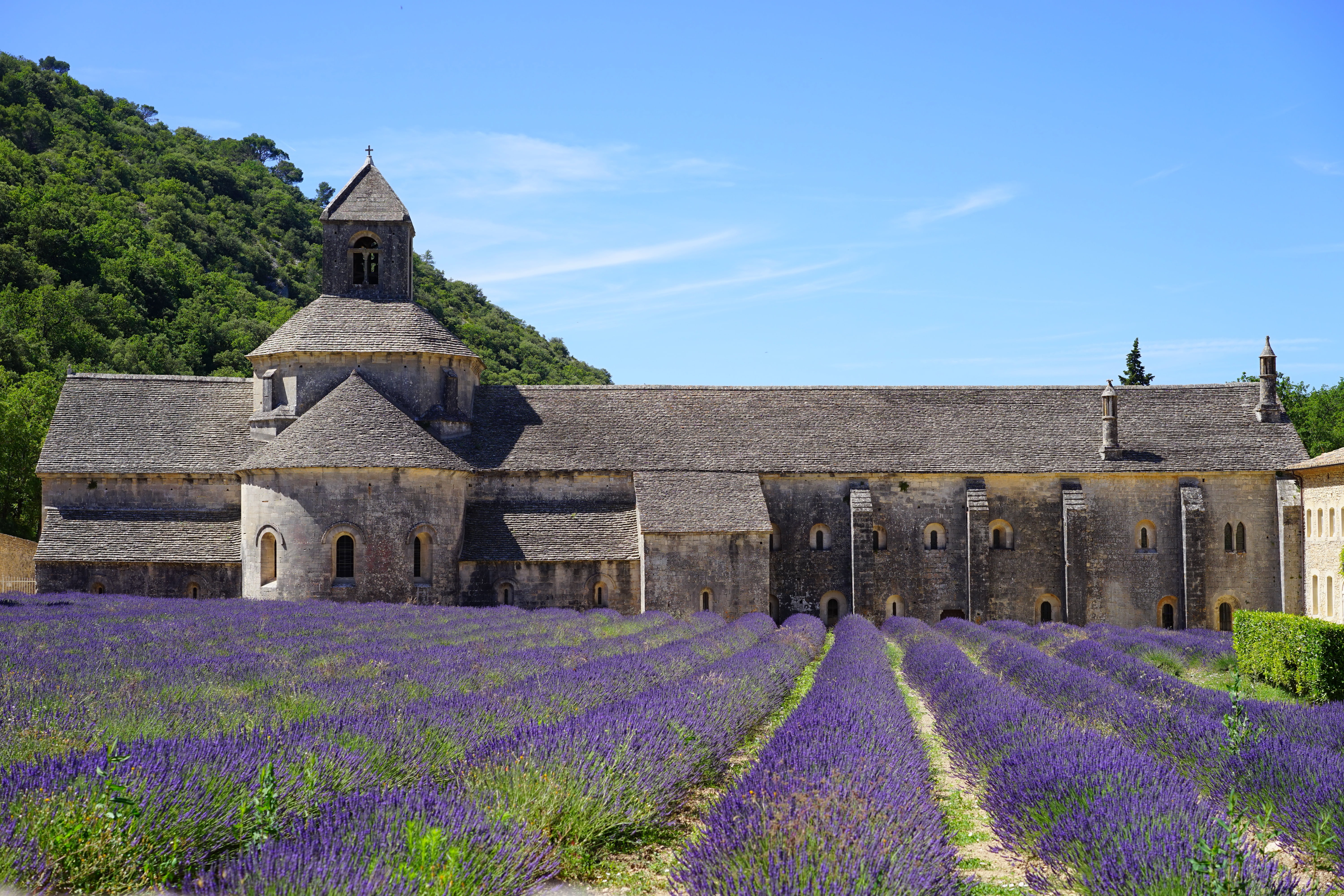wild plant, lavender blossom, french, sénanque abbey, building exterior, garden, land, petals, notre dame de sénanque, wildblue, flowering plant, fragrance, HD Wallpaper