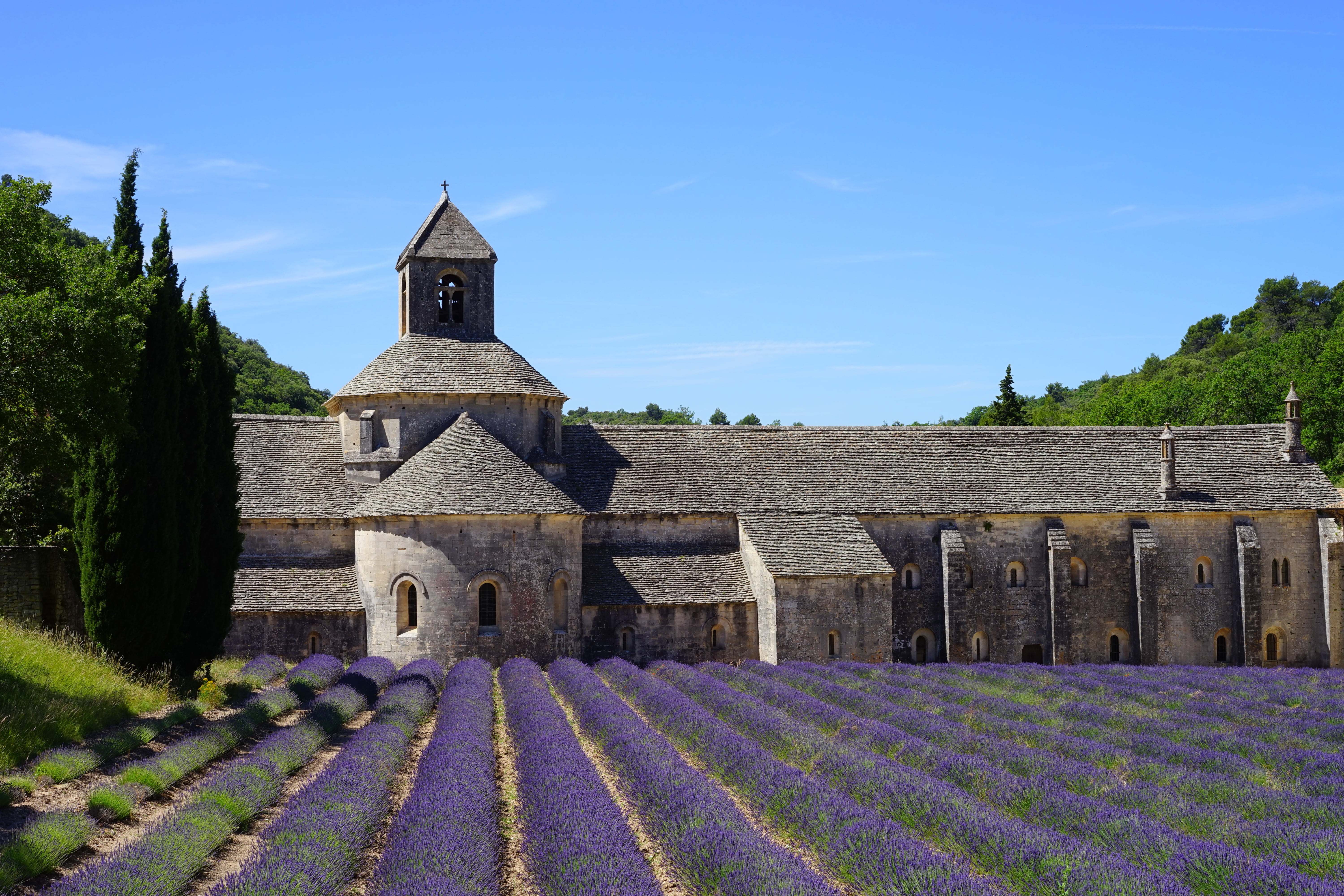 lavender flowers, place of worship, vaucluse, building, department of vaucluse, garden flowers, lavandula officinalis, abbaye de sénanque, lavandula angustifolia, HD Wallpaper