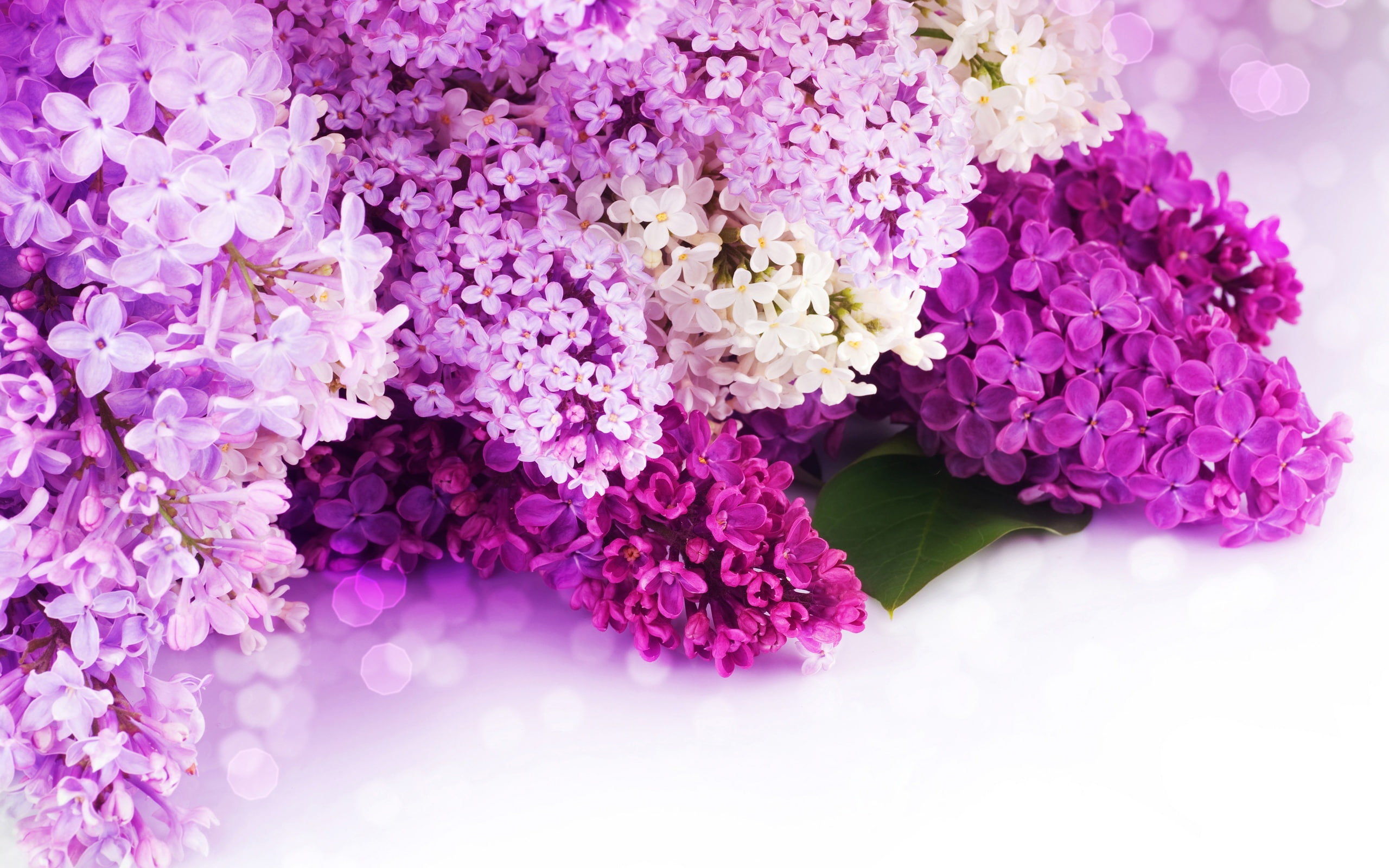 Purple, White, 2K, Flowers, Petals, close, Lilac, HD Wallpaper