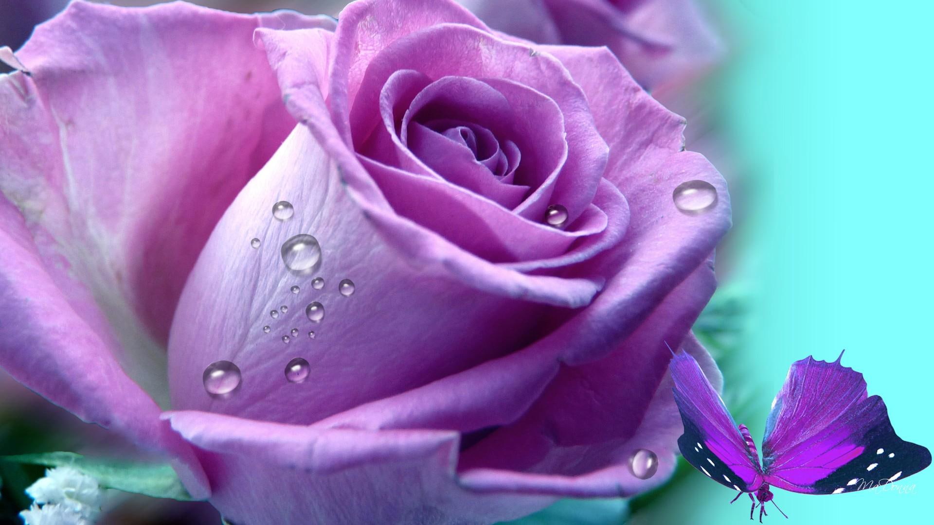 lilac, 1080P, flower, aqua, cyan, butterfly, lavender, fleur, rose, papillon, simple, purple, summer, HD Wallpaper