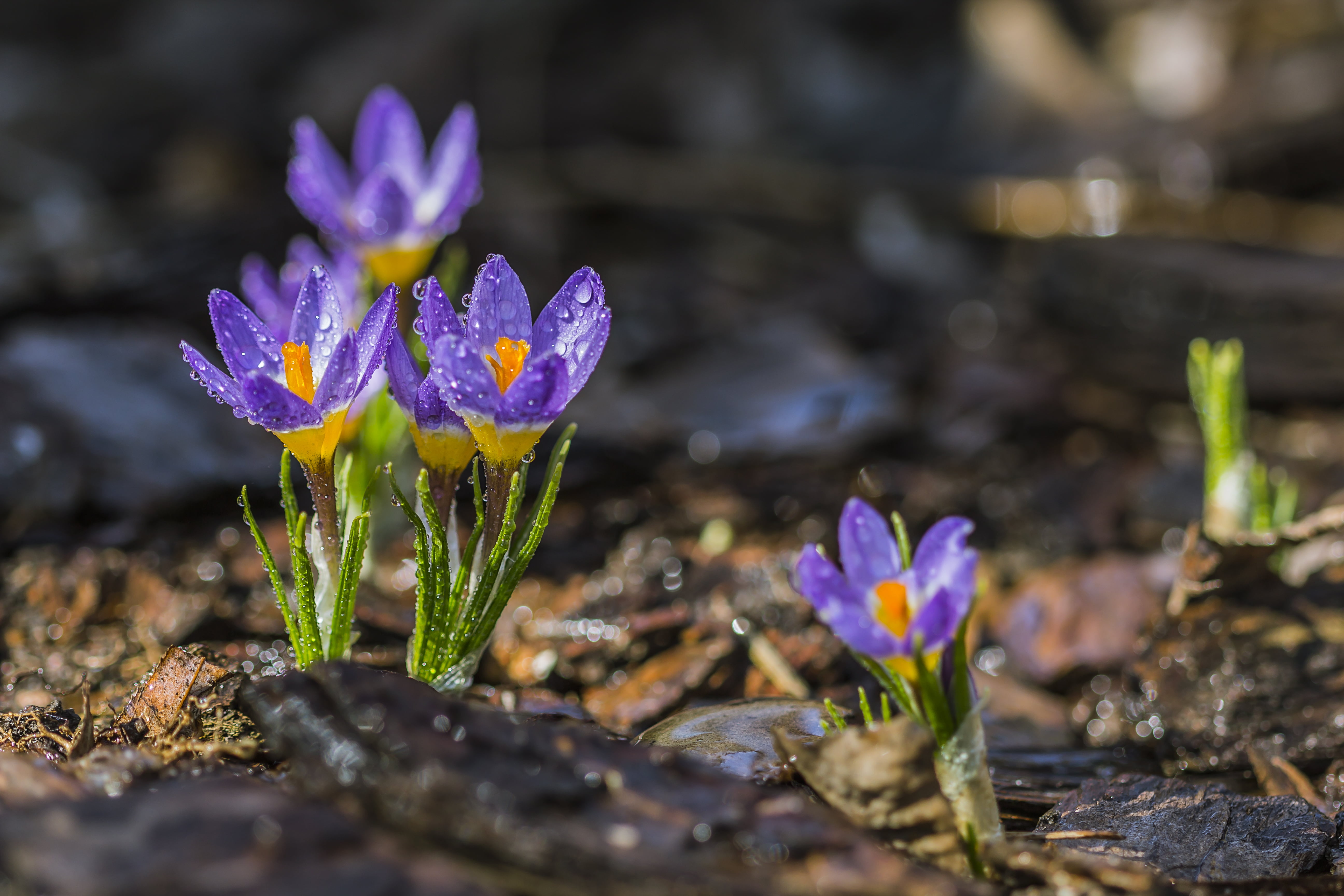dew, springtime, lilac, Purple, petal, plant, bokeh, virág, 5K, spring, morning, flower, 60d, macro, beauty In Nature, crocuses, nature, canon, yellow, HD Wallpaper